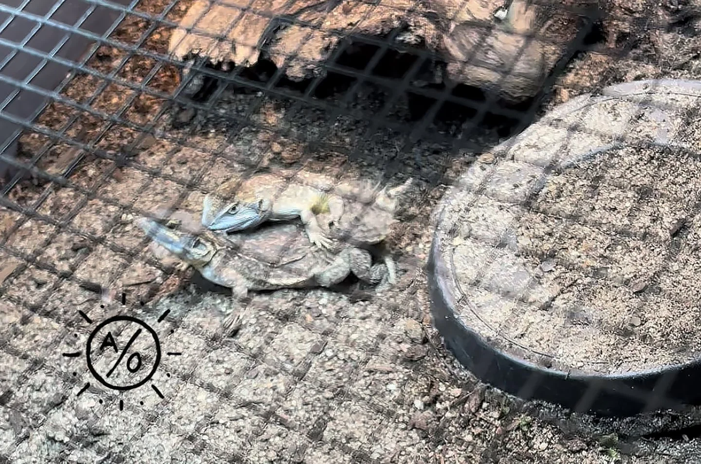 Two lizards resting on a rocky surface inside a cage with a metal grid and a round food dish filled with dry feed. One iguana is light-colored with a blue head, and the other is darker with a patterned body.