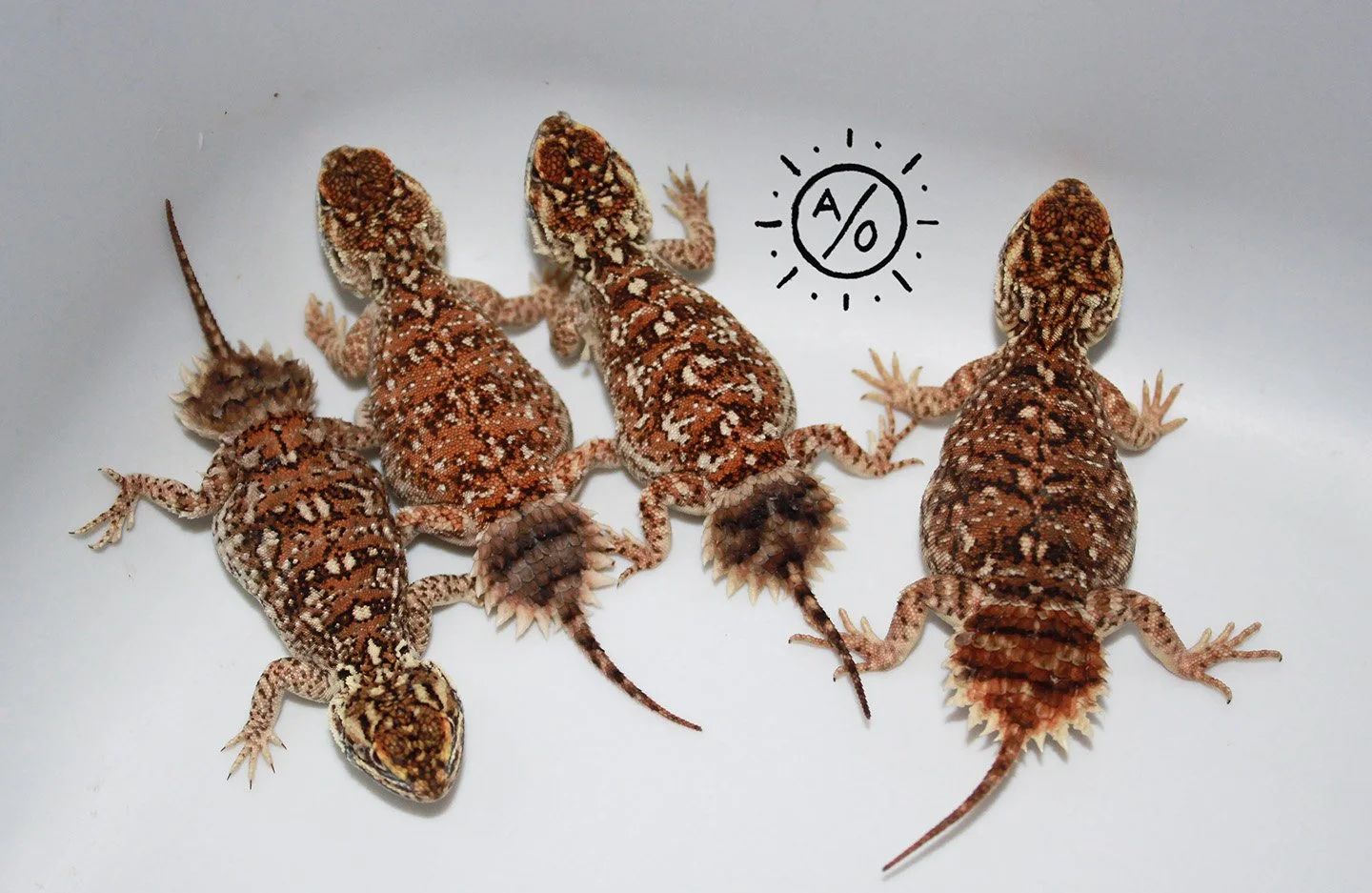 Four Uromastyx princeps on a white surface with an 'A/%' drawing.