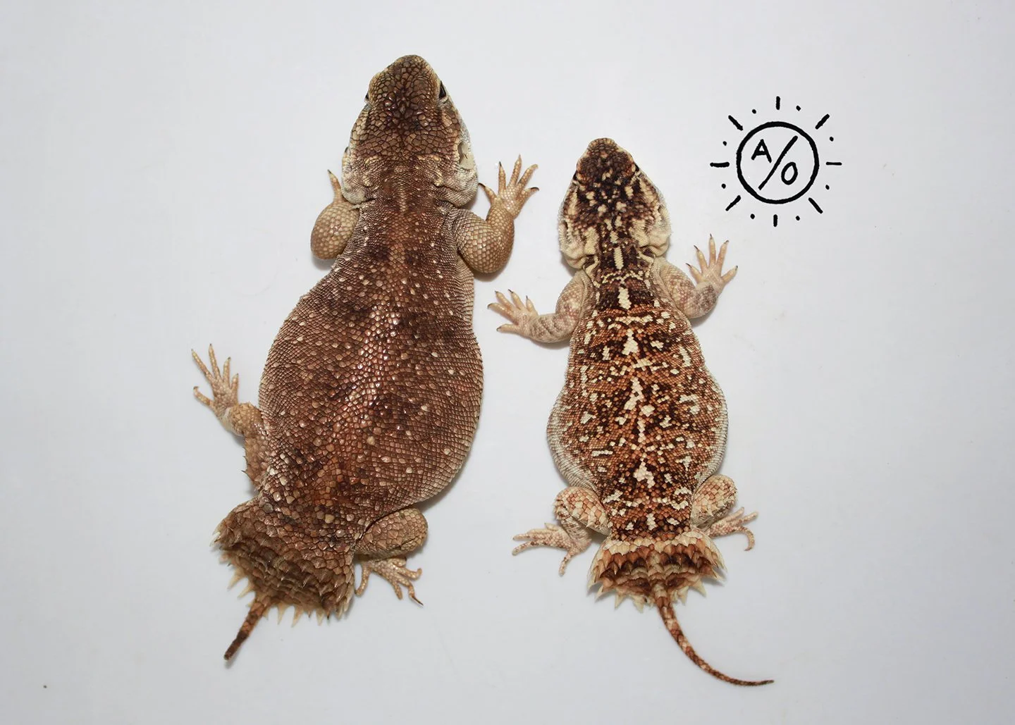 Two Uromastyx princeps viewed from above on a white surface.