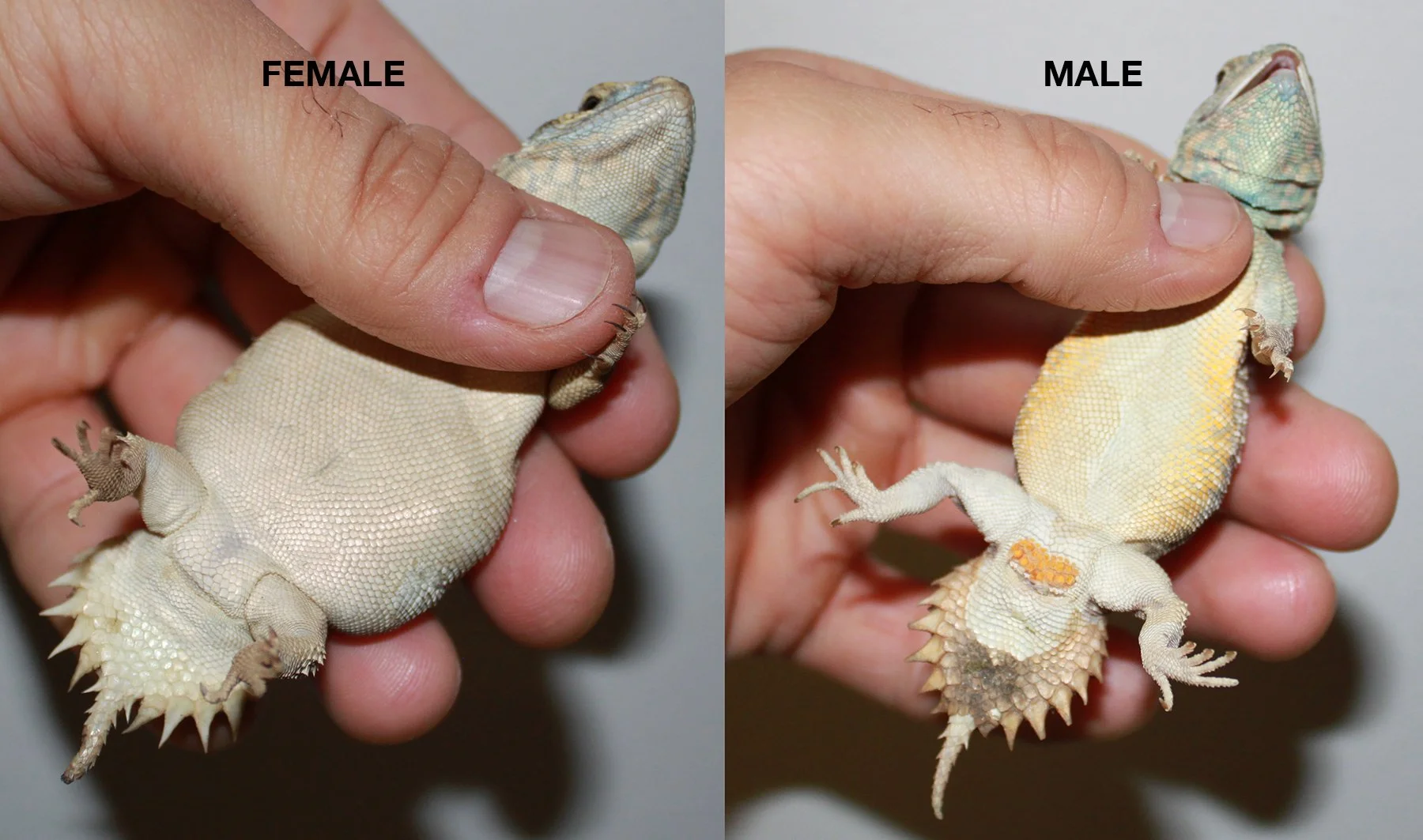 Comparison of a Uromastyx princeps' underside, with the female on the left and the male on the right, showing differences in body size, head shape, and tail structure.