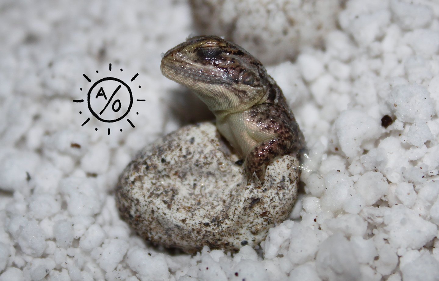 Close-up of a small reptile emerging from a speckled egg on white gravel.
