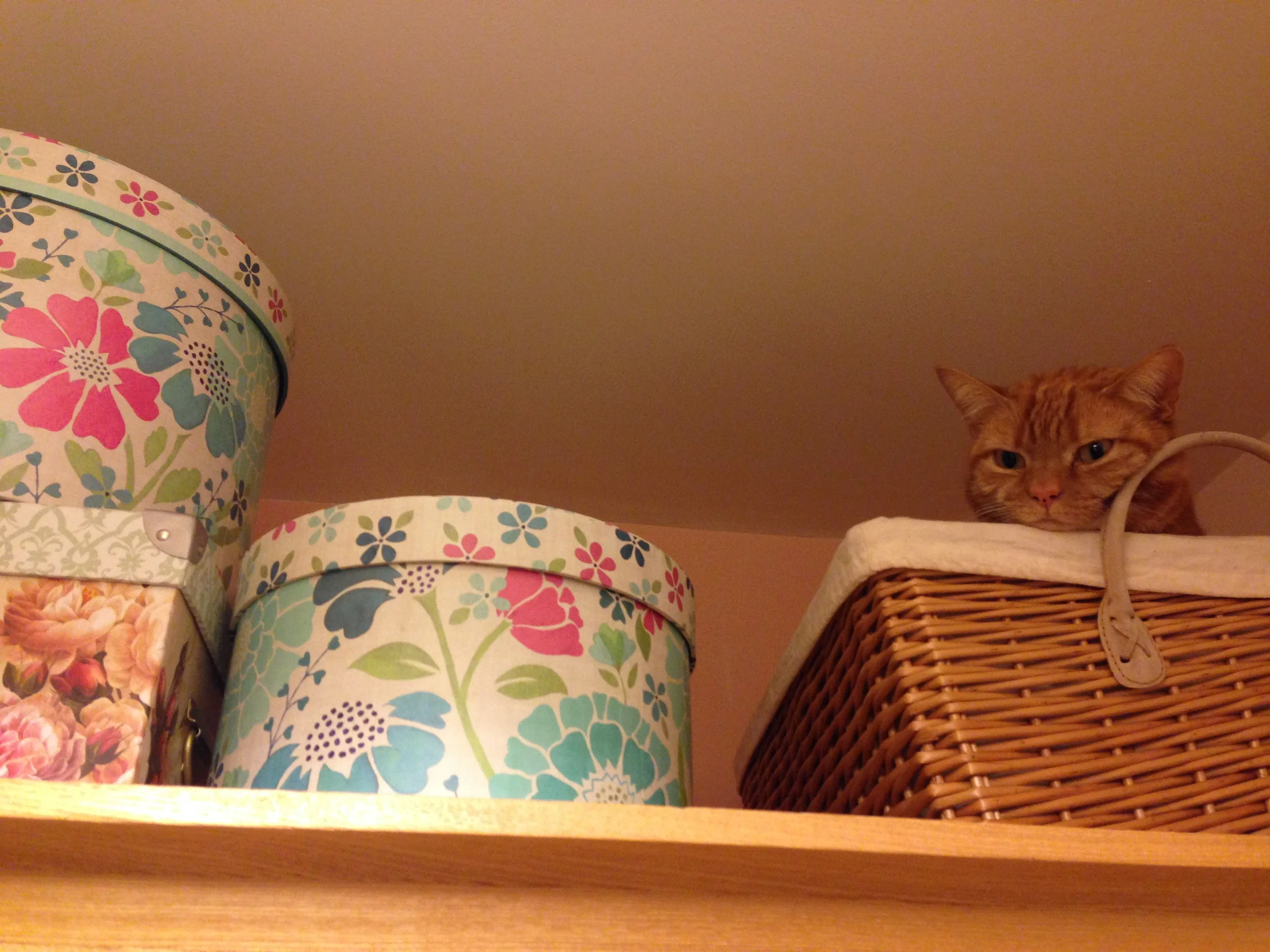Luna in hiding