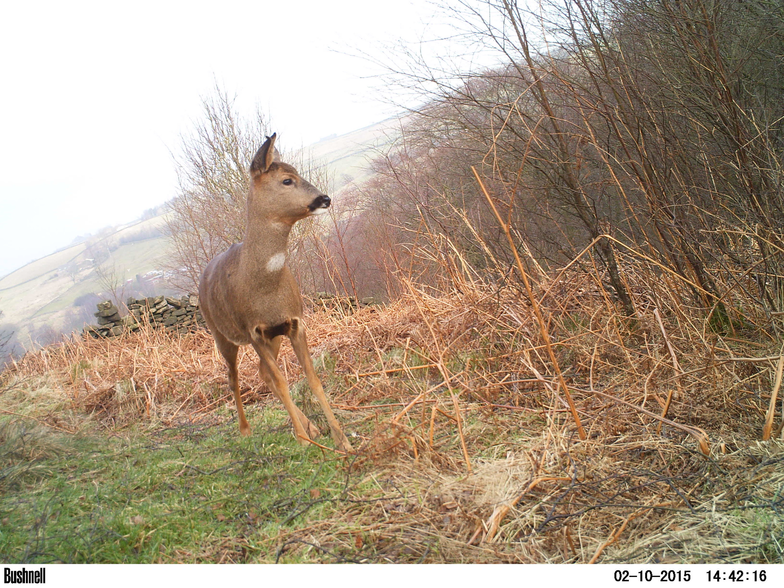 One of my favourite photos of a roe doe using the trail camera taken at the end of winter, 2015