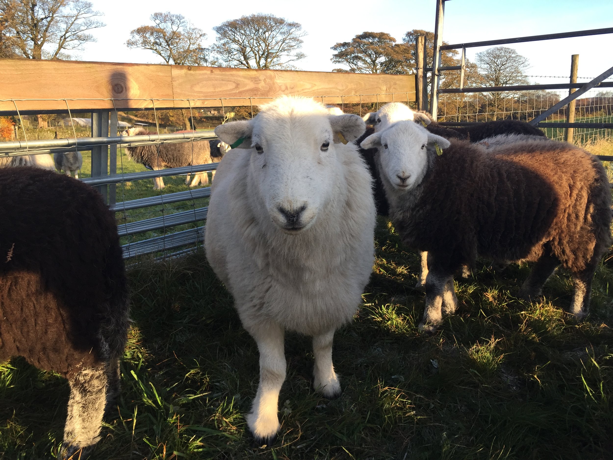 Alice surrounded by this year's lambs