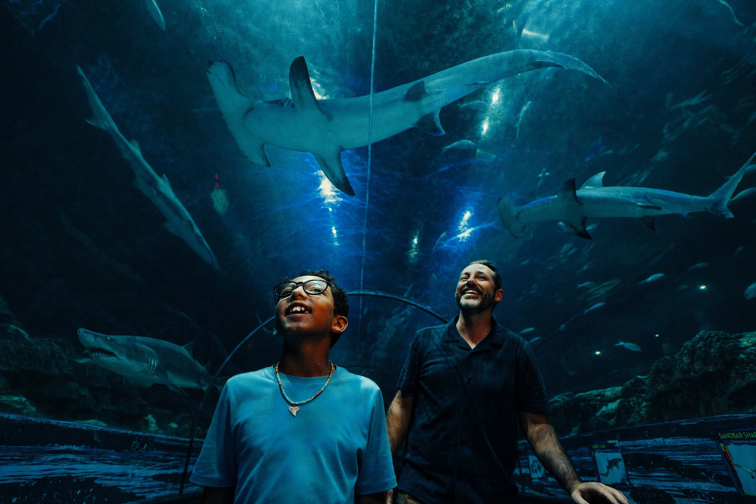 Shot17_Sharks_12180.jpg