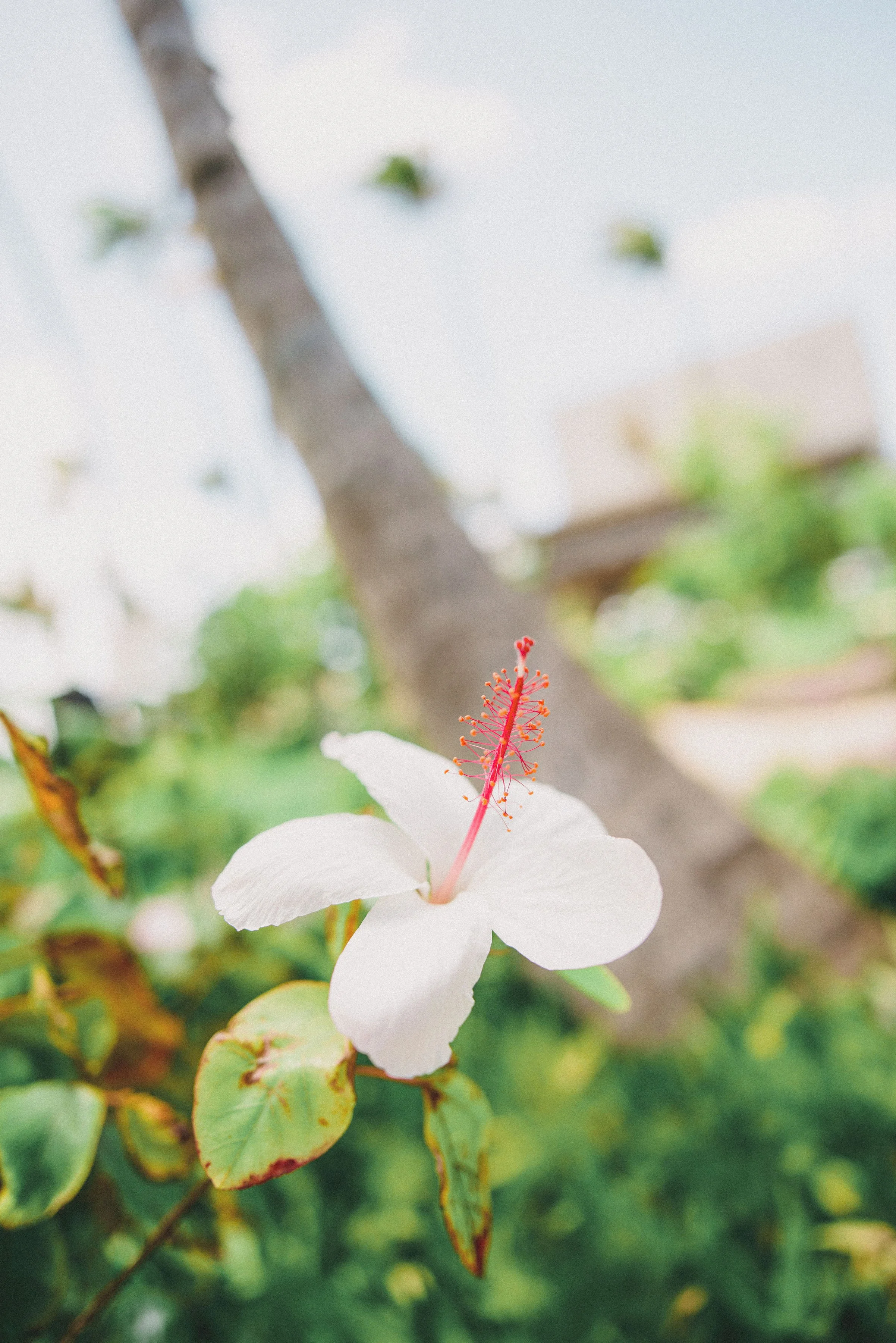 ritz-carlton-turtle-bay-wedding-phototgrapher (2).jpg