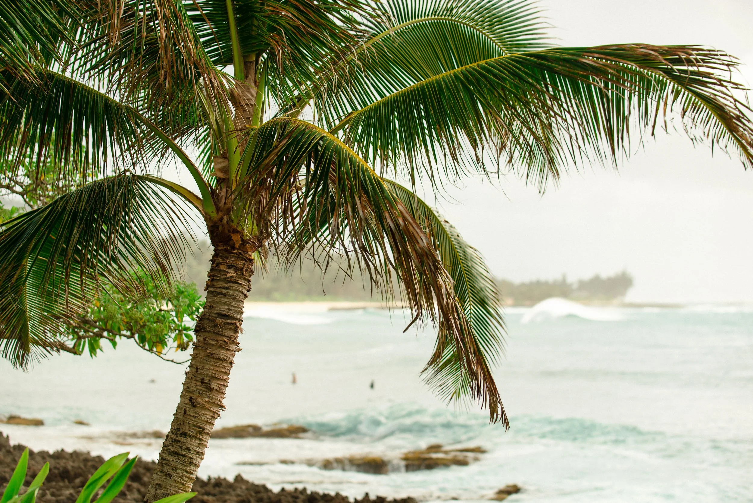 ritz-carlton-turtle-bay-wedding-phototgrapher (96).jpg