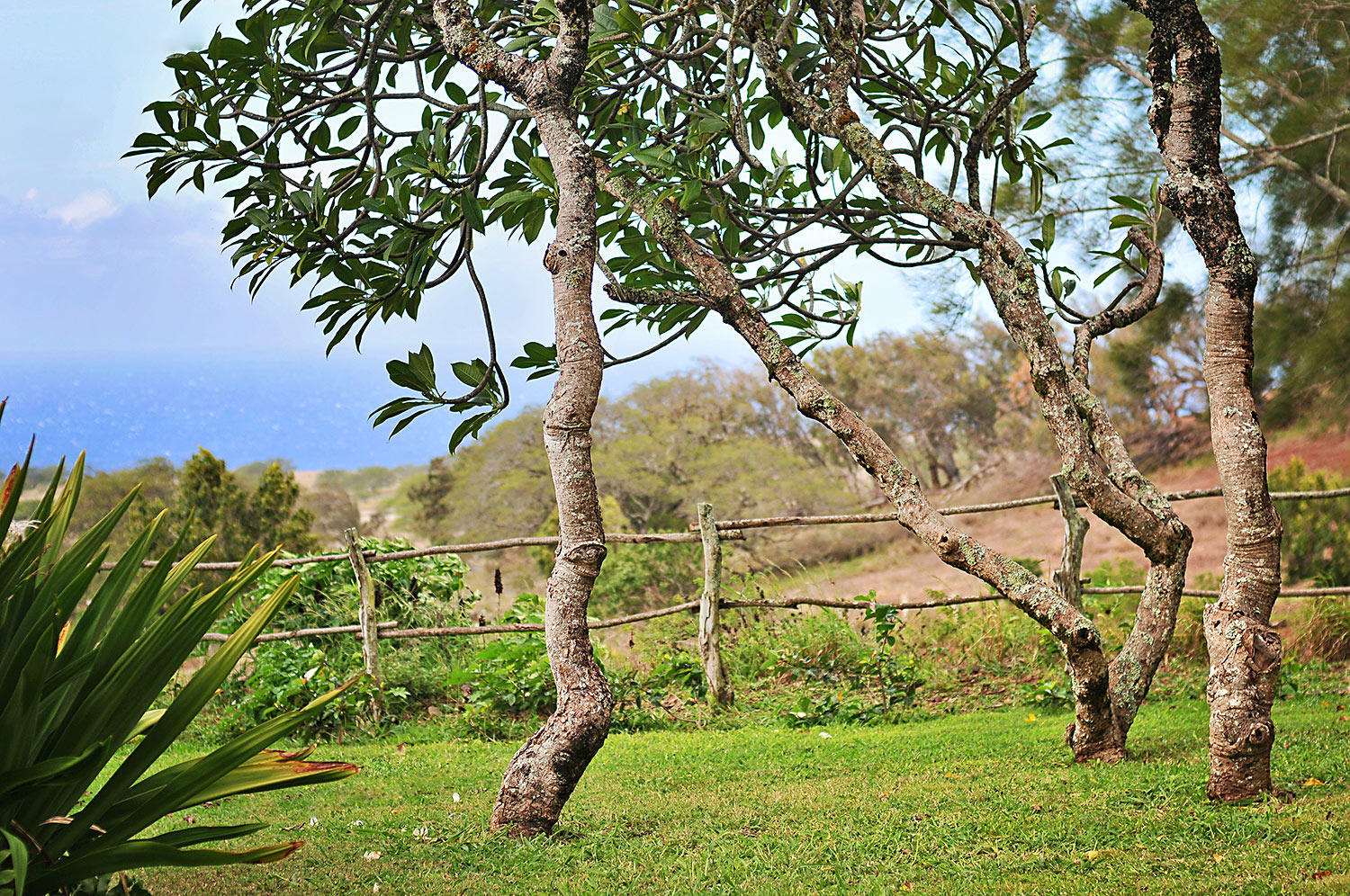 Big-Island-Hawaii-wedding-photo-(59).jpg