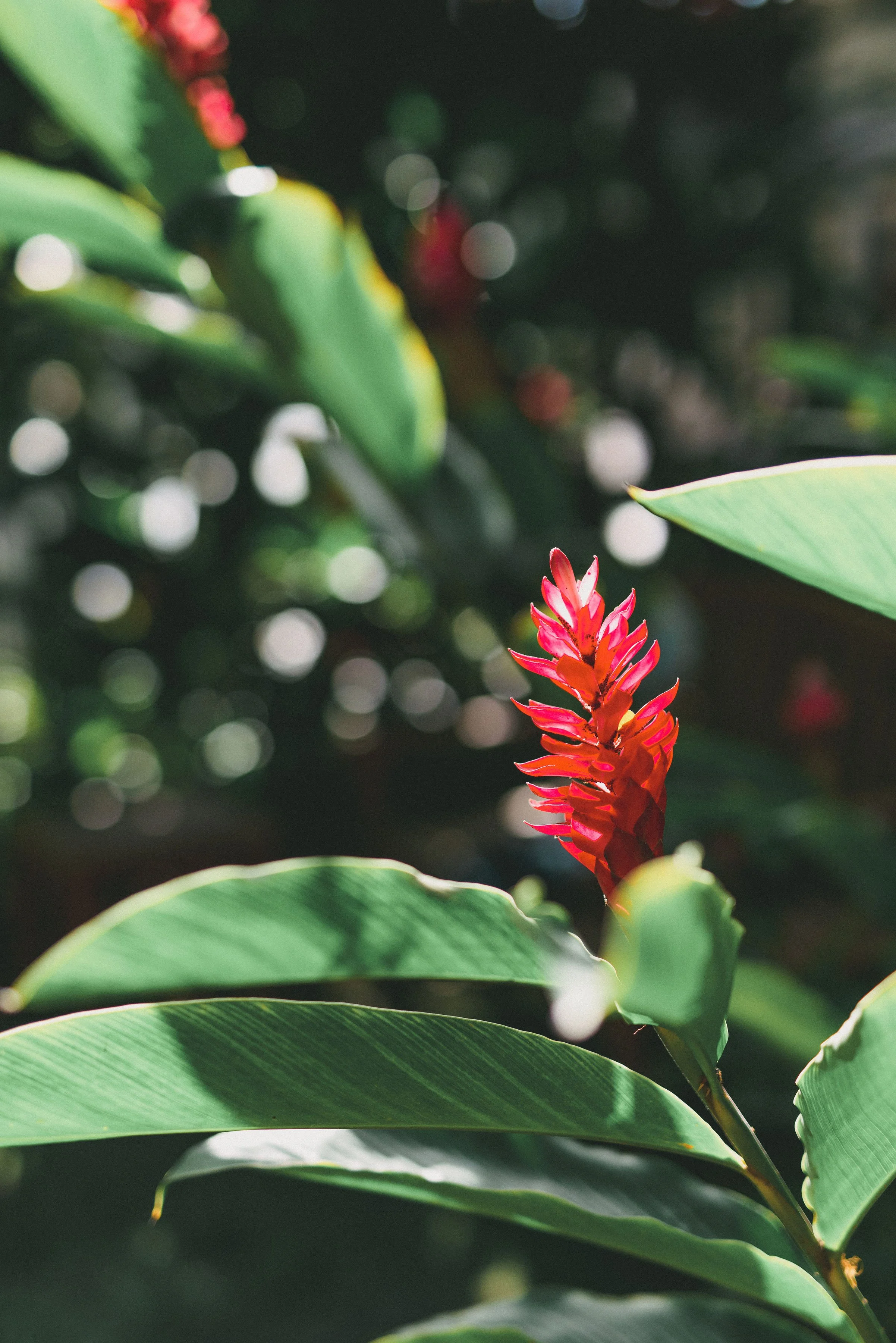 loulu-palms-estate-wedding-photographer (76).jpg