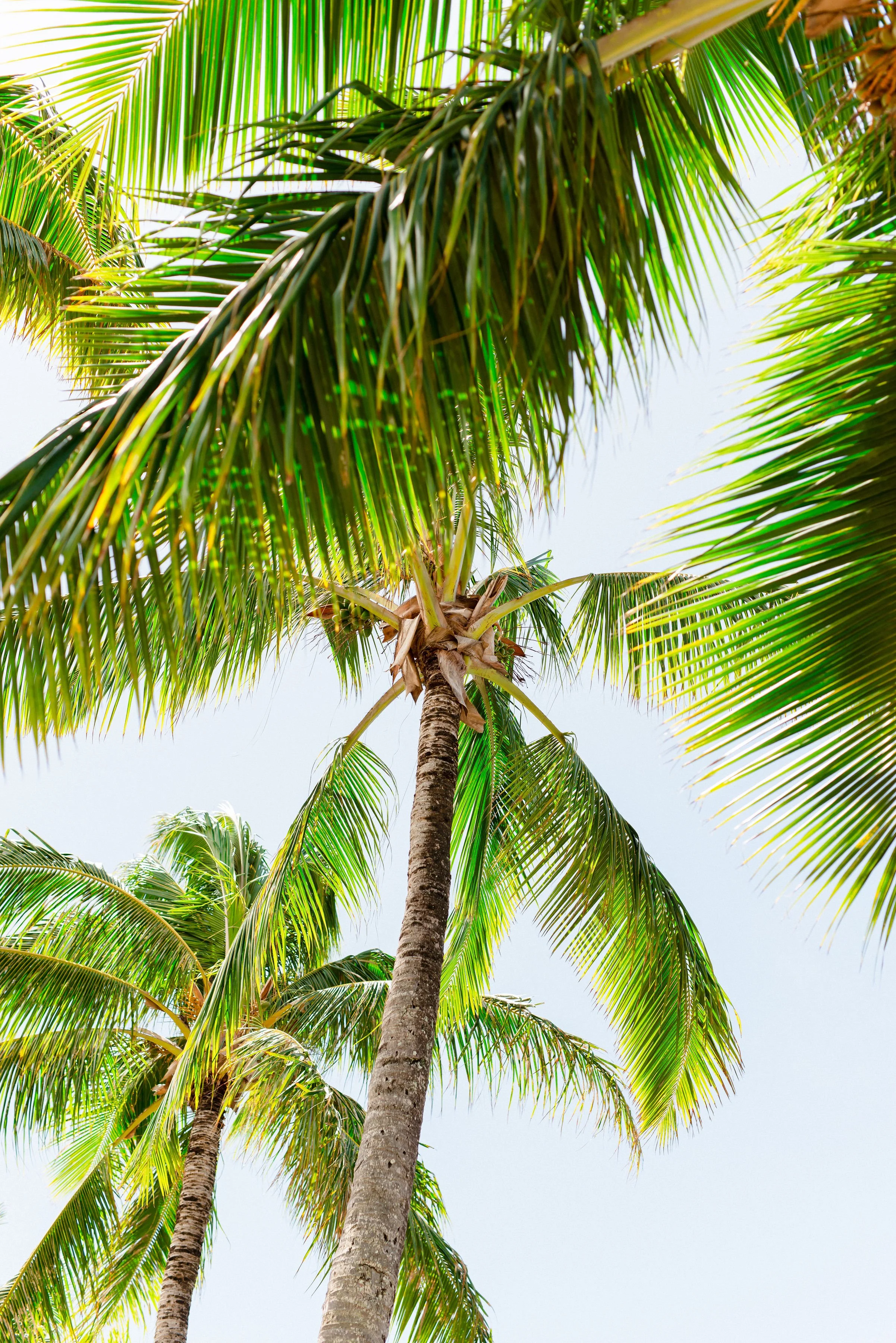 ritz-carlton-turtle-bay-wedding-phototgrapher.jpg