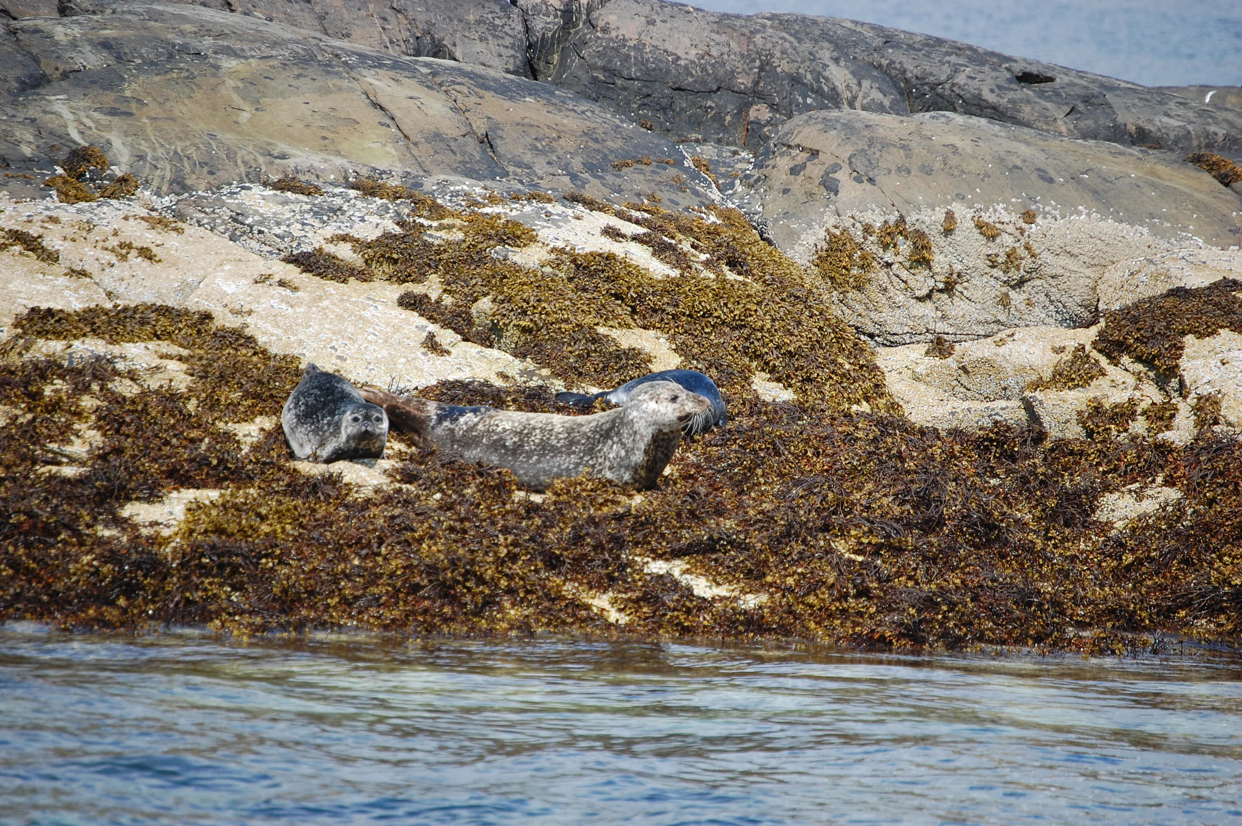 natural seals 7.jpg