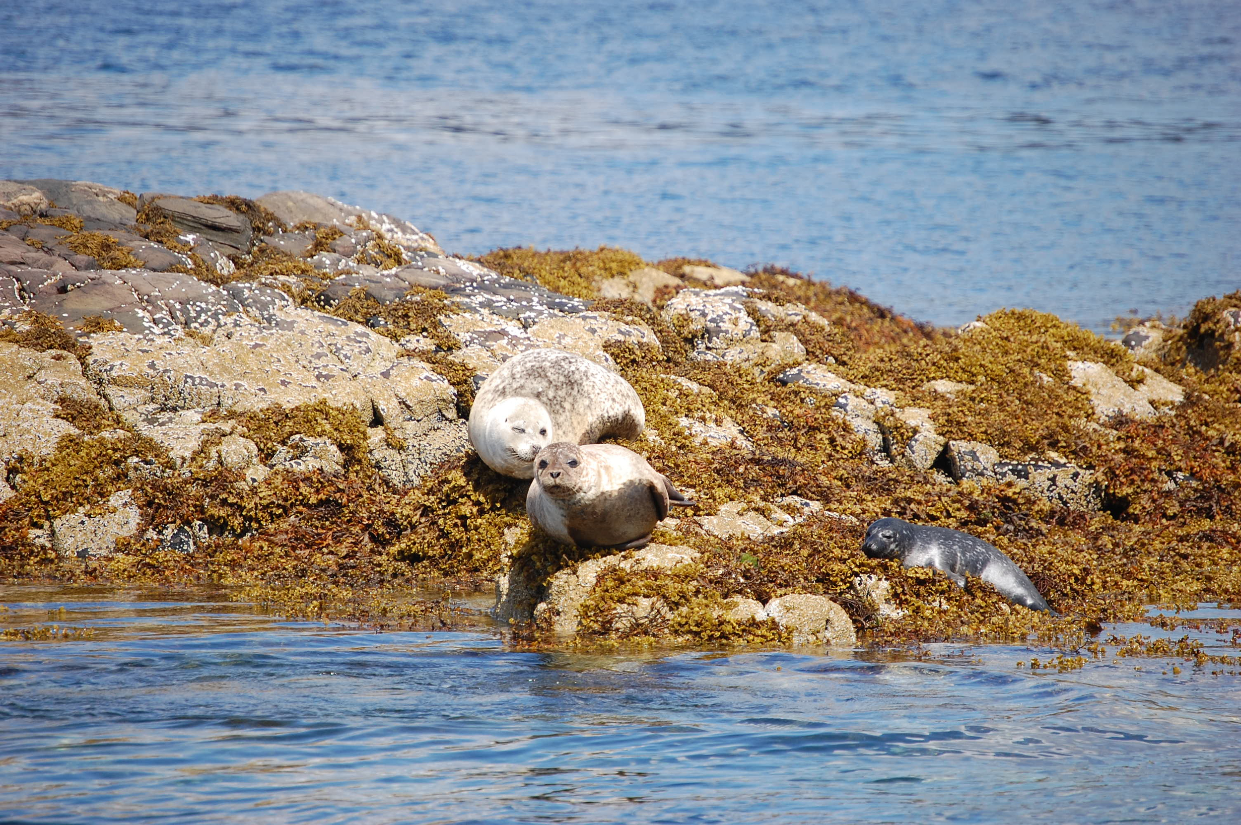 natural - seals.jpg