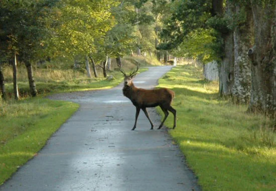 Stag_at_Applecross.jpg