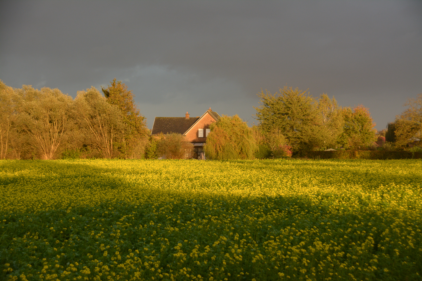 Tony Vandeput - landschap