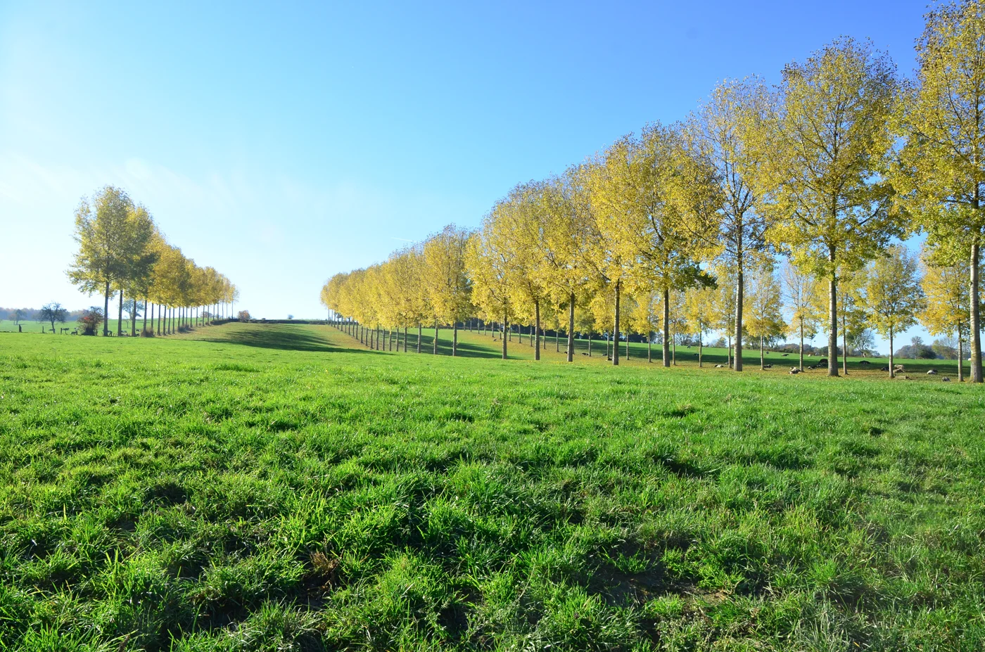 Philip Hottelet - landschap
