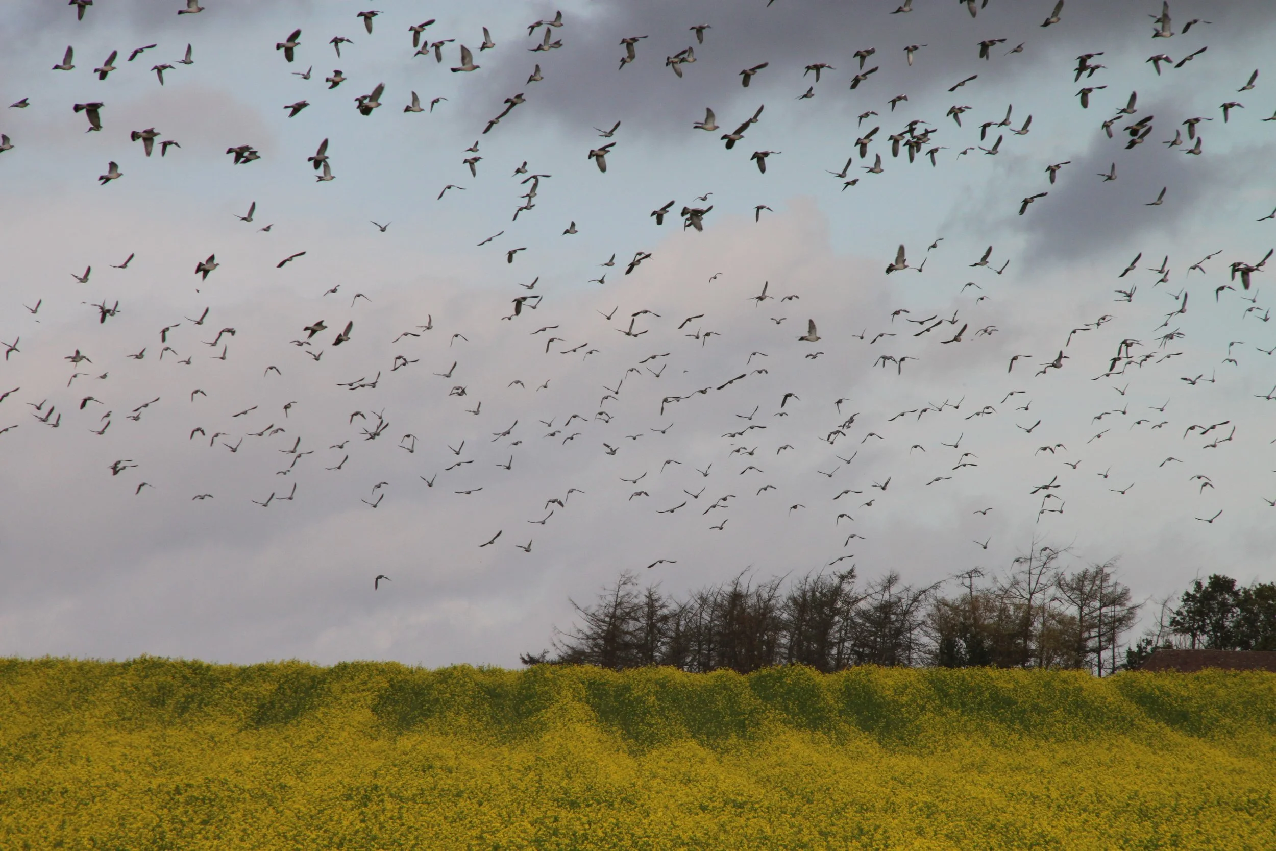 Chris Andries-landschap