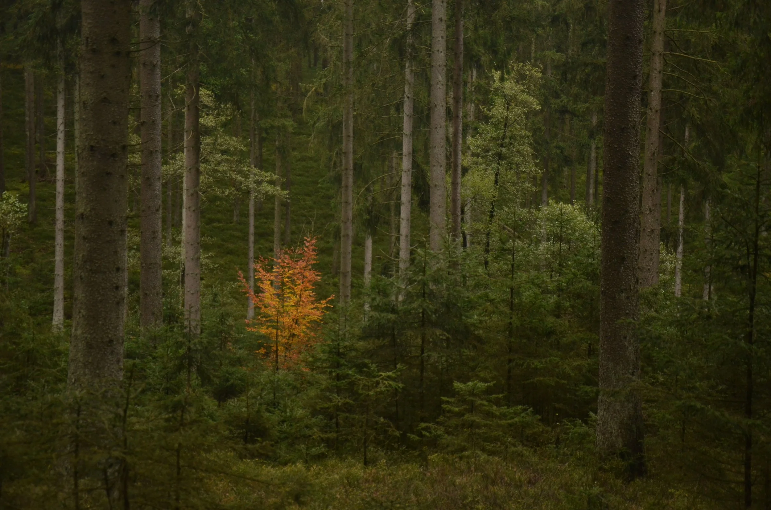 Toon Geraerts-Landschap