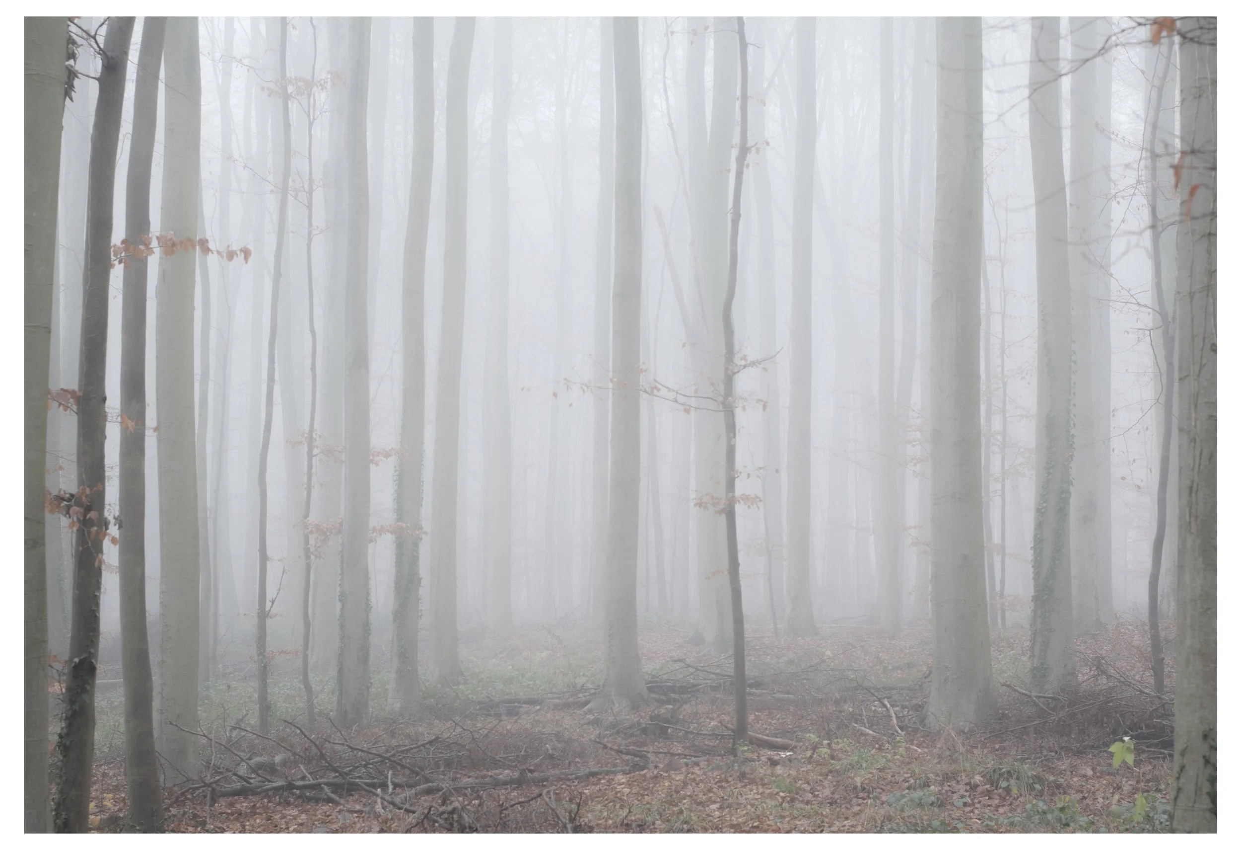 Joyce Friedrich-inspiratiebeeld