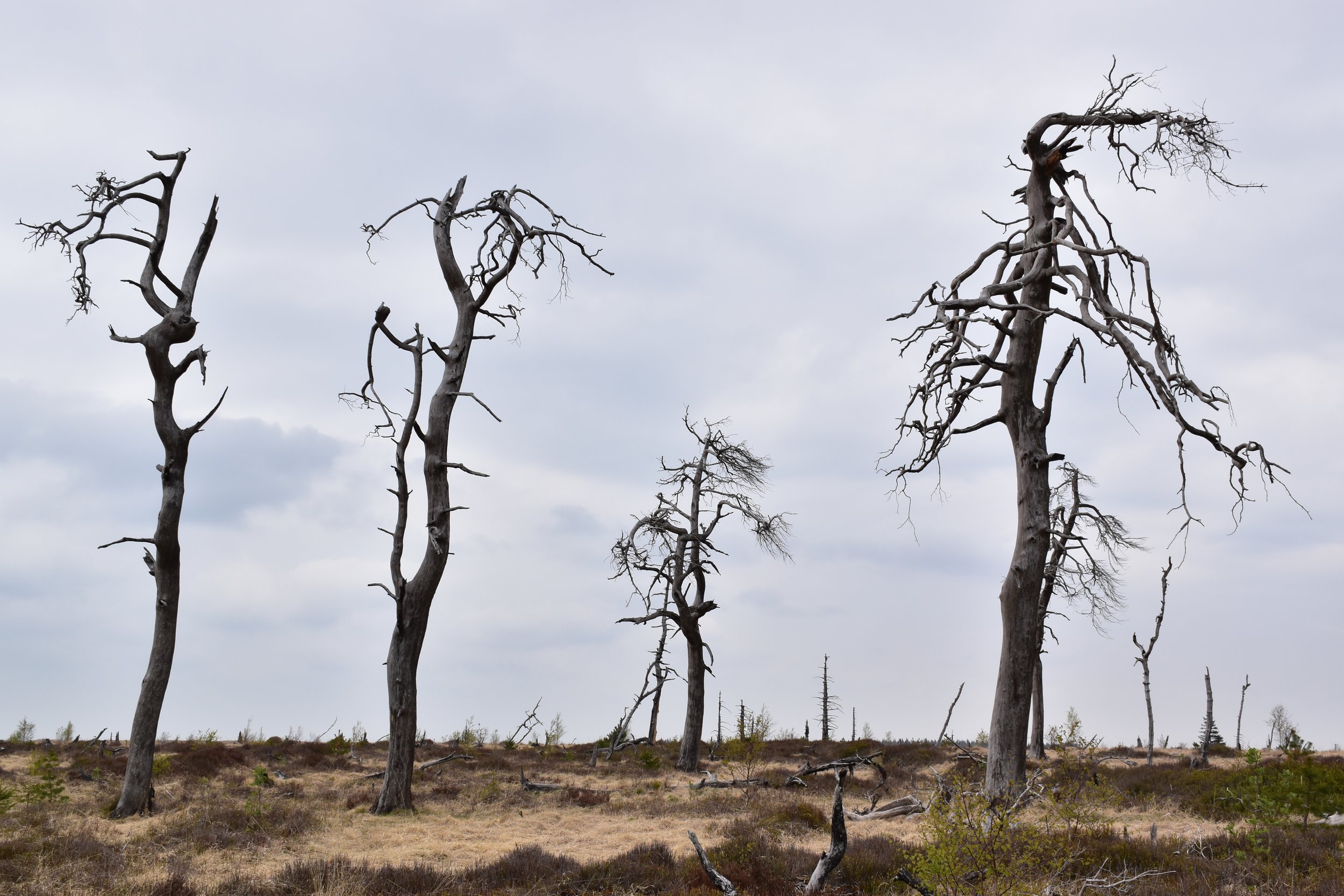 Eline Verscheure-landschap