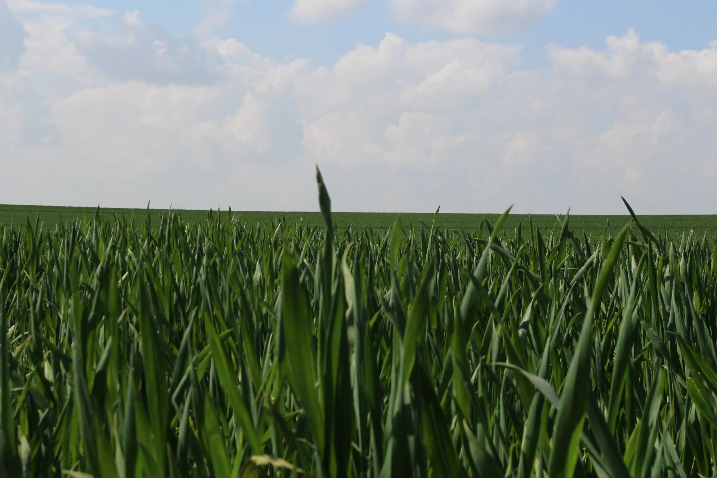 Frans Claeys-landschap