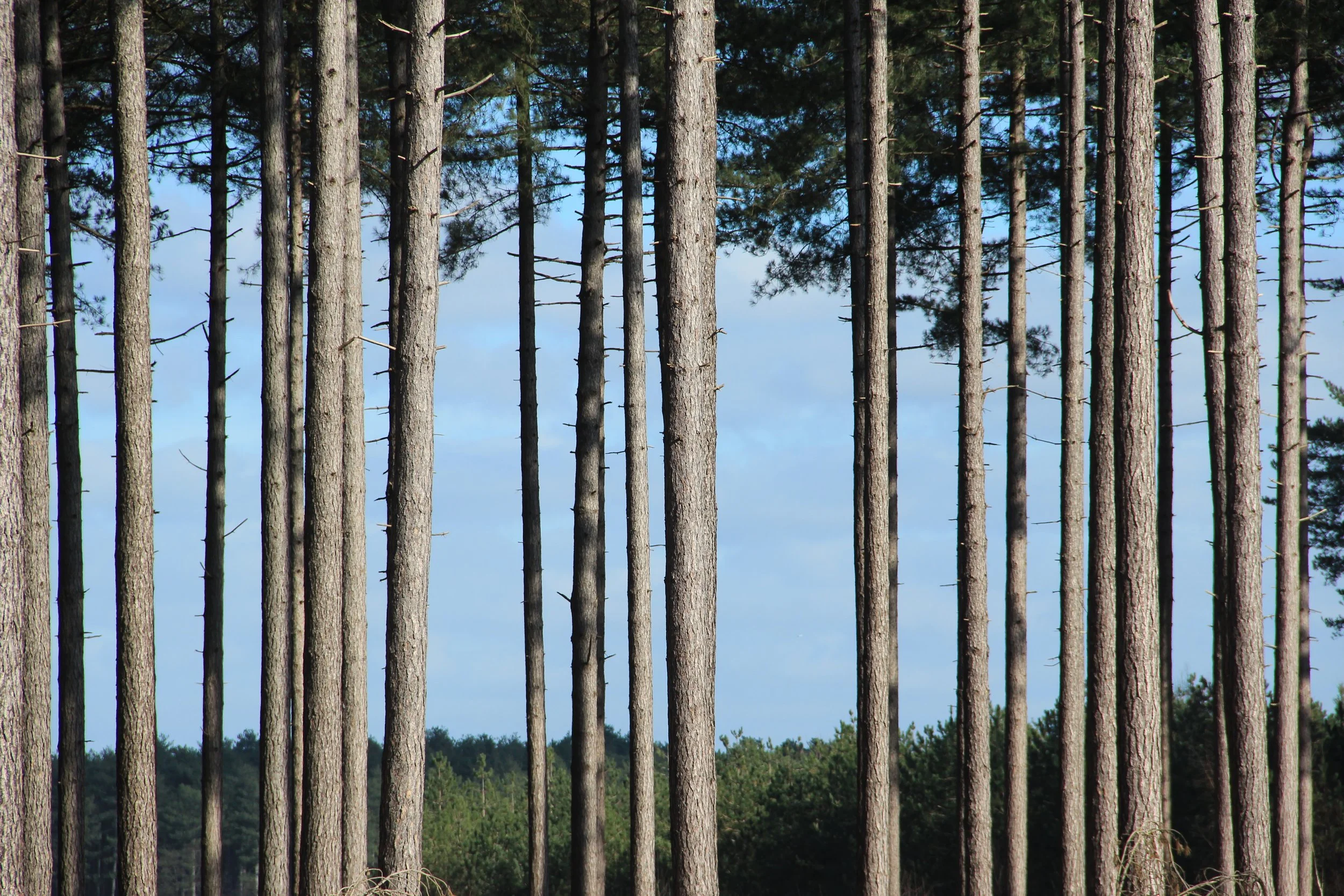 Willem Schoors_ritme