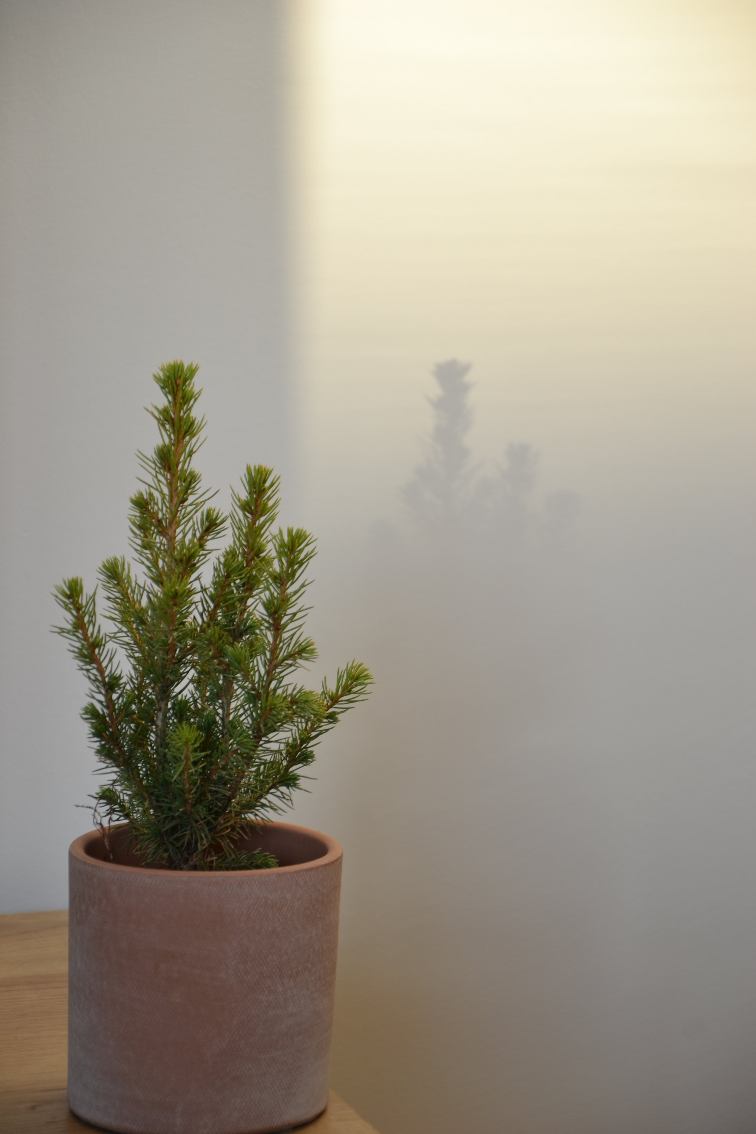Annelies Asteur-licht