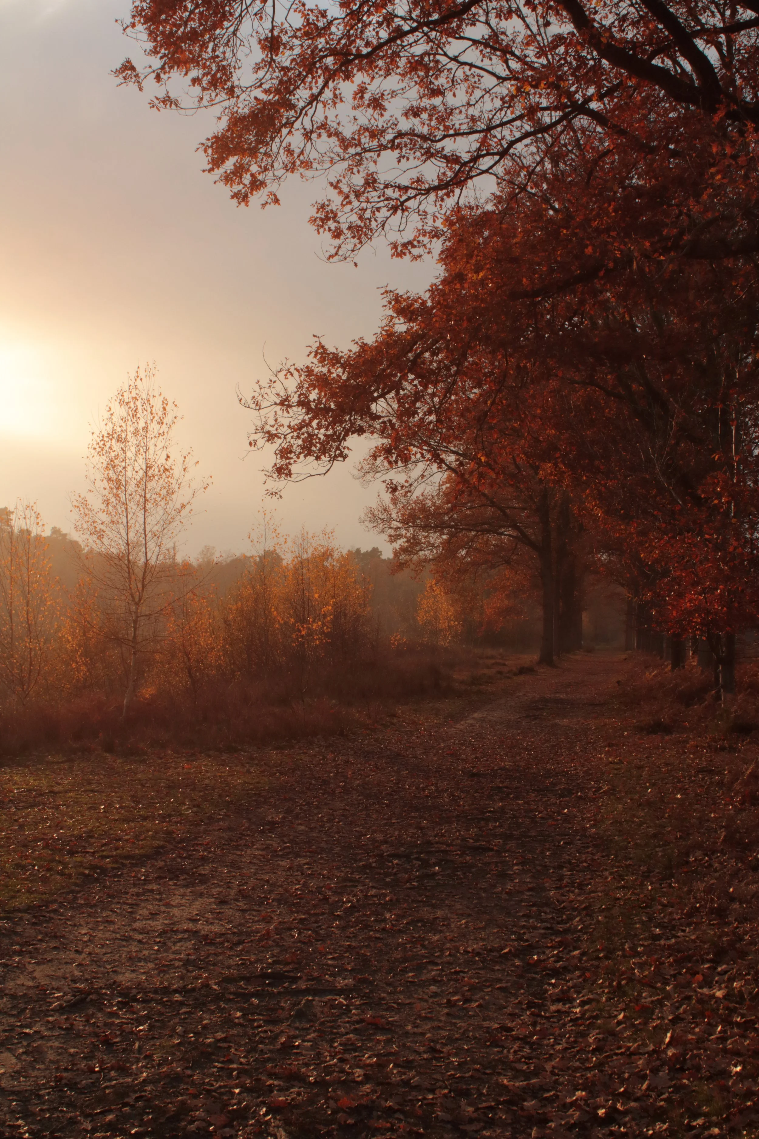Sofie Hendrickx-licht