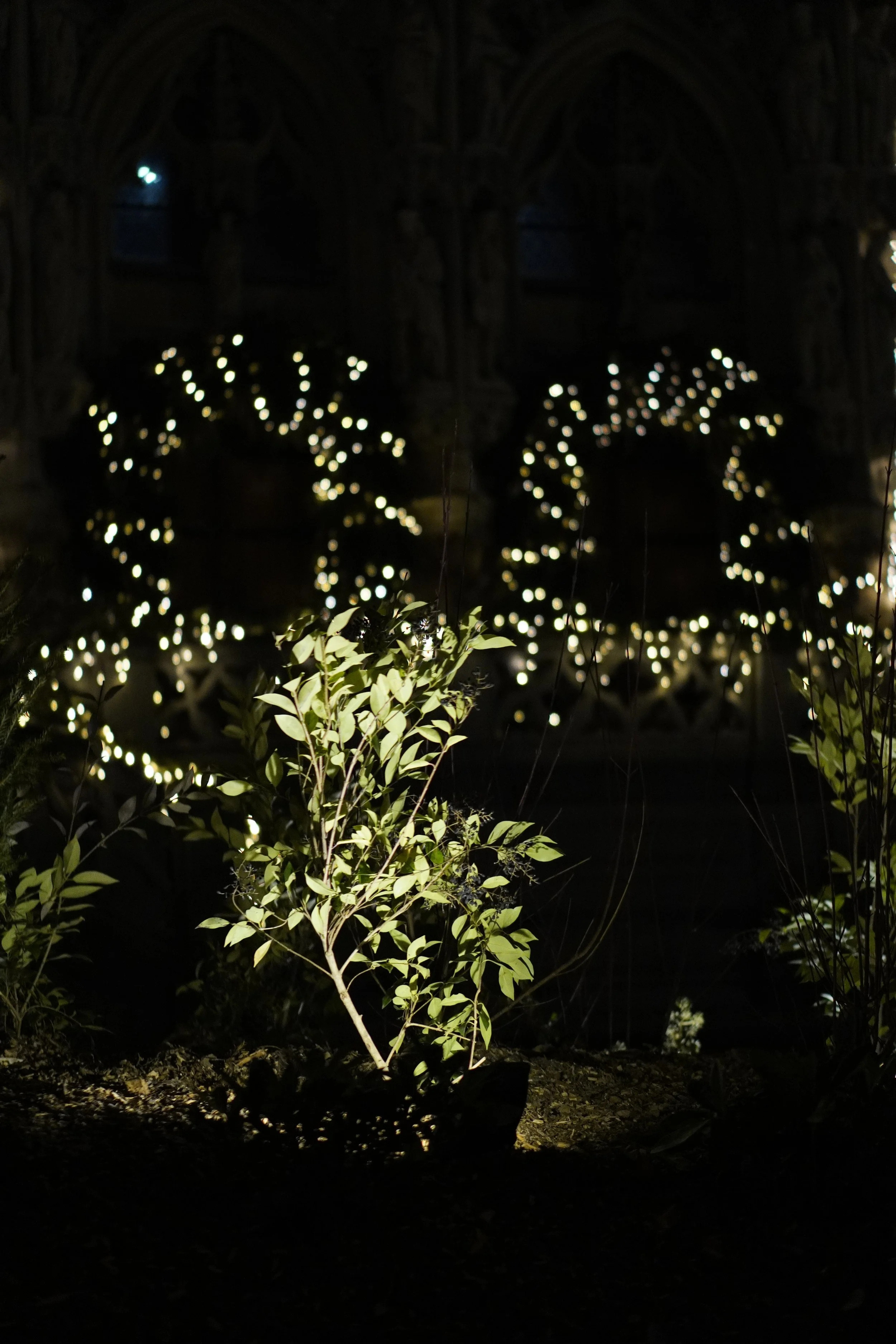 Xenia Dralants-licht