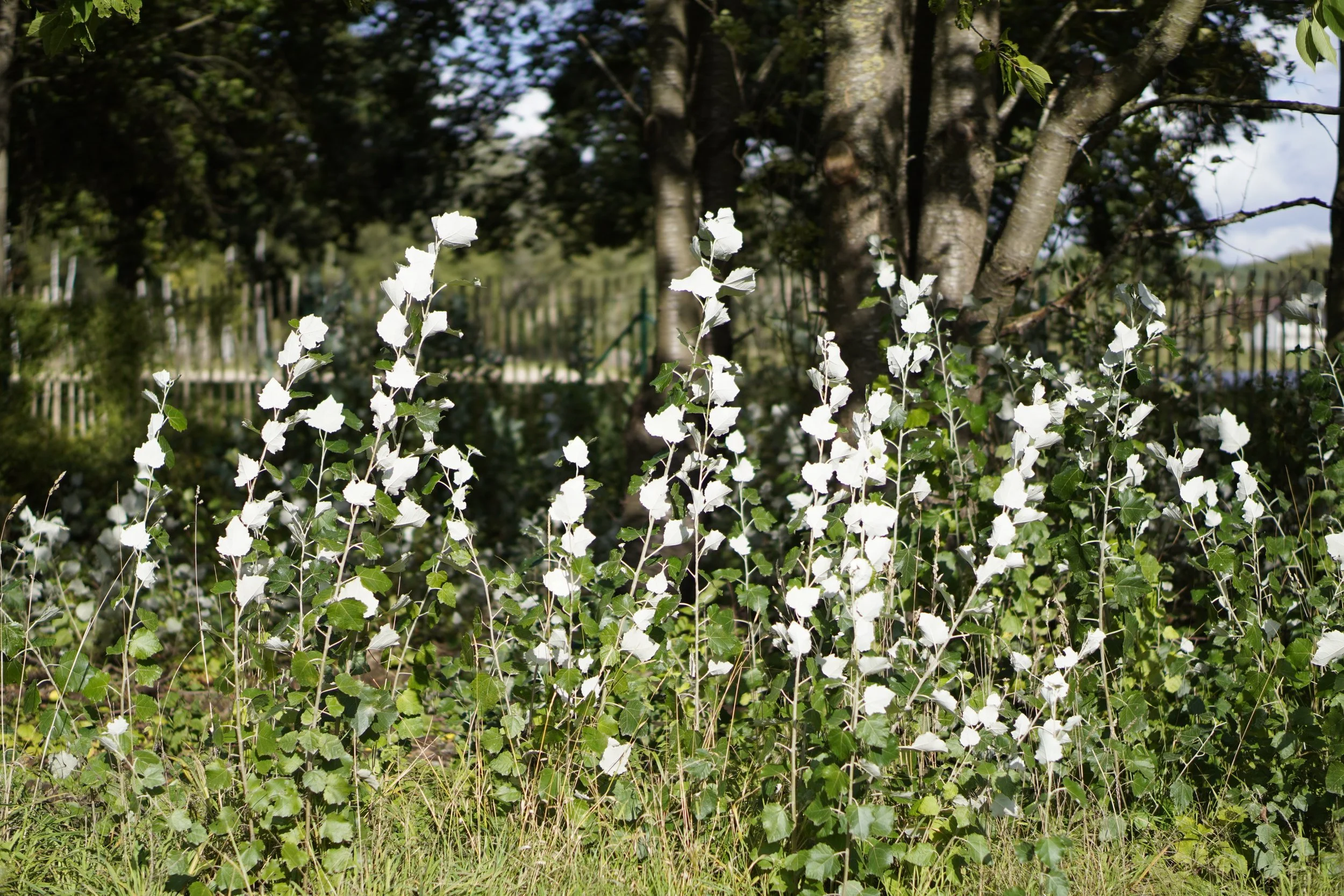 Xenia Dralants-landschap
