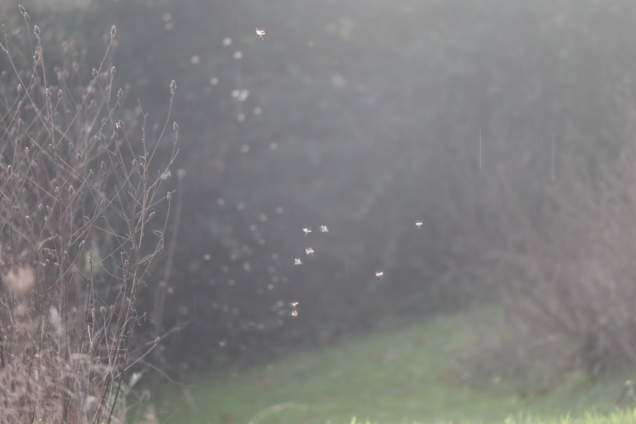 Rebecca De Dycker-Licht