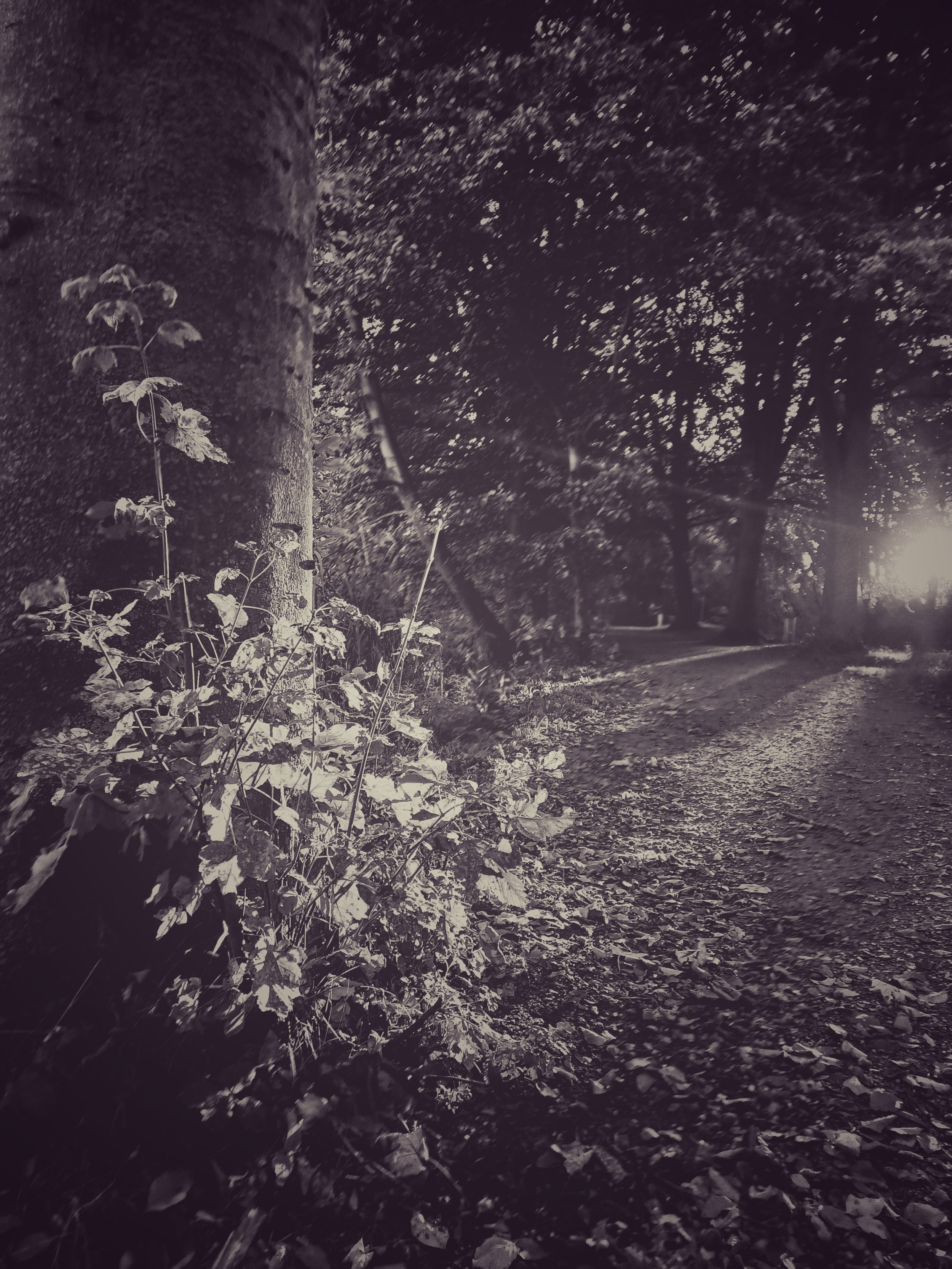 Ghislaine Vanderwaeren-Licht en schaduw