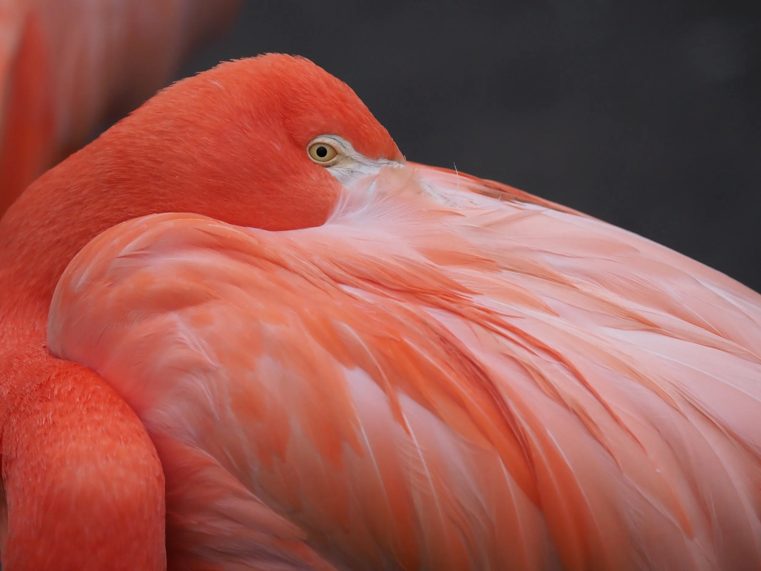 Frank Van Goethem-Kleur