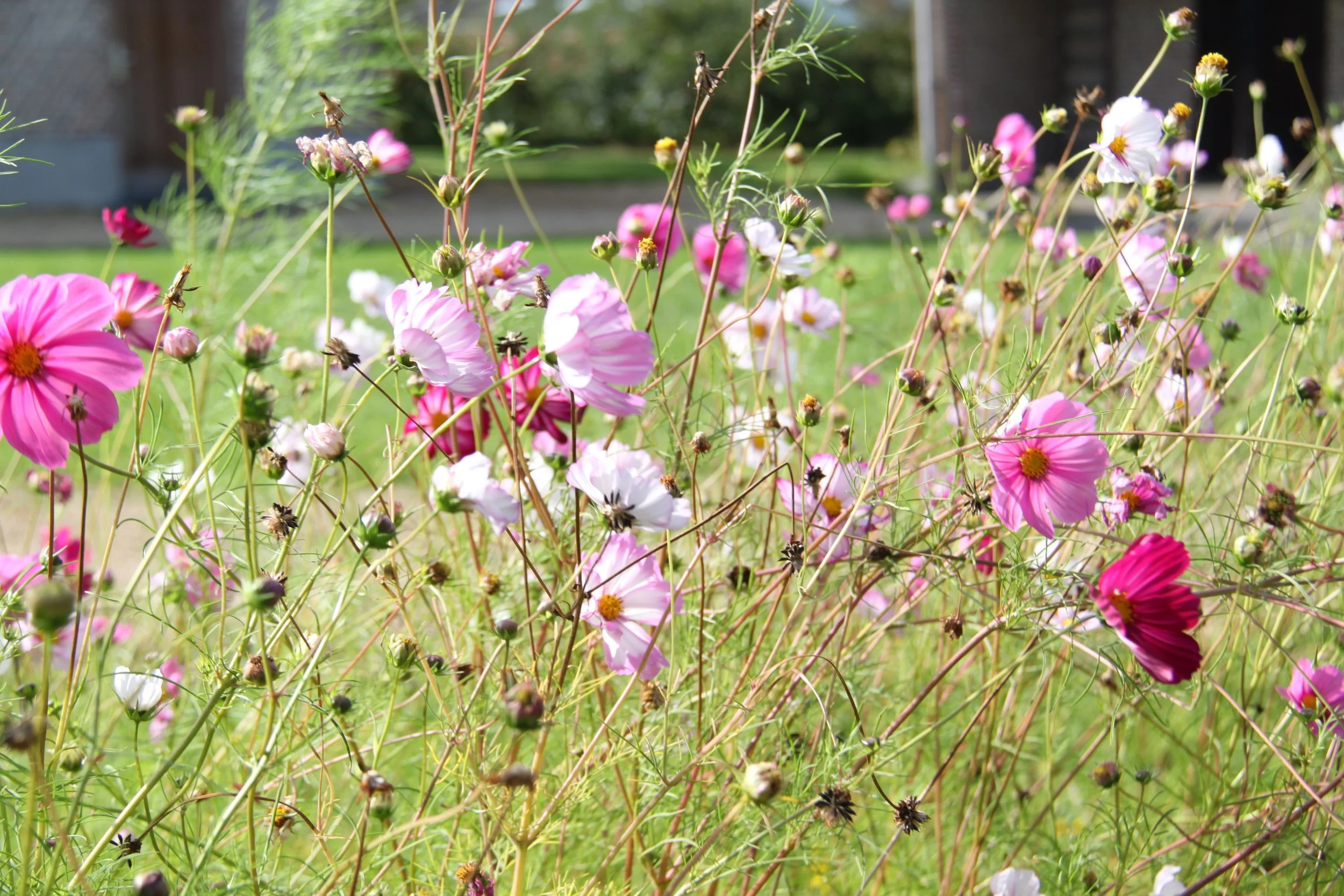 Svetlana Vazem-kleur
