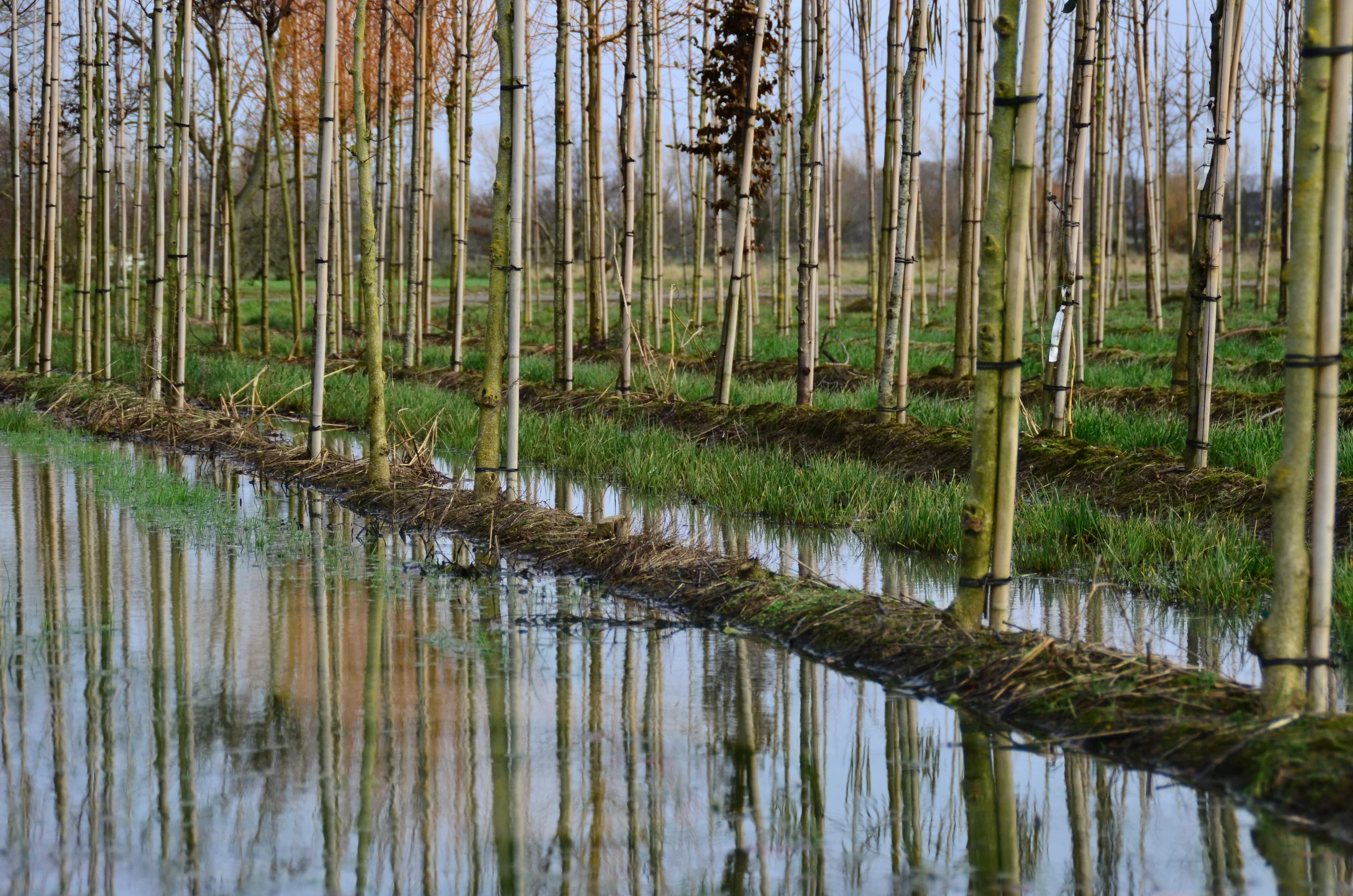 Chelsea Camps-Landschap