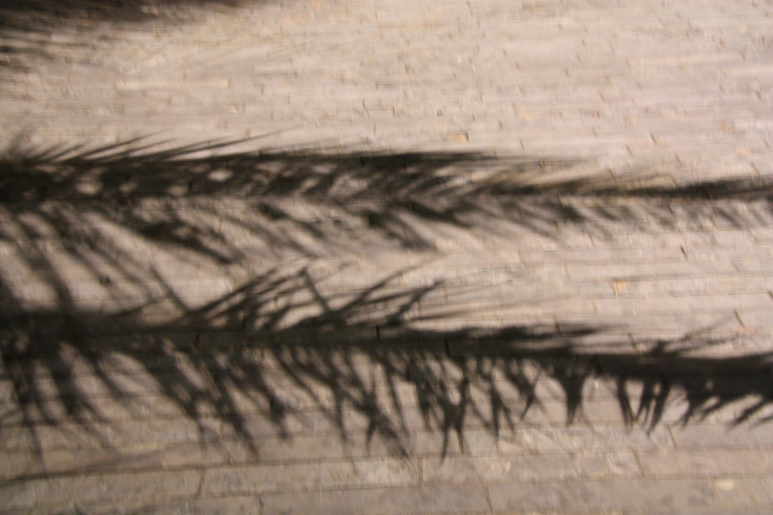 Sigrid De Schutter-Licht