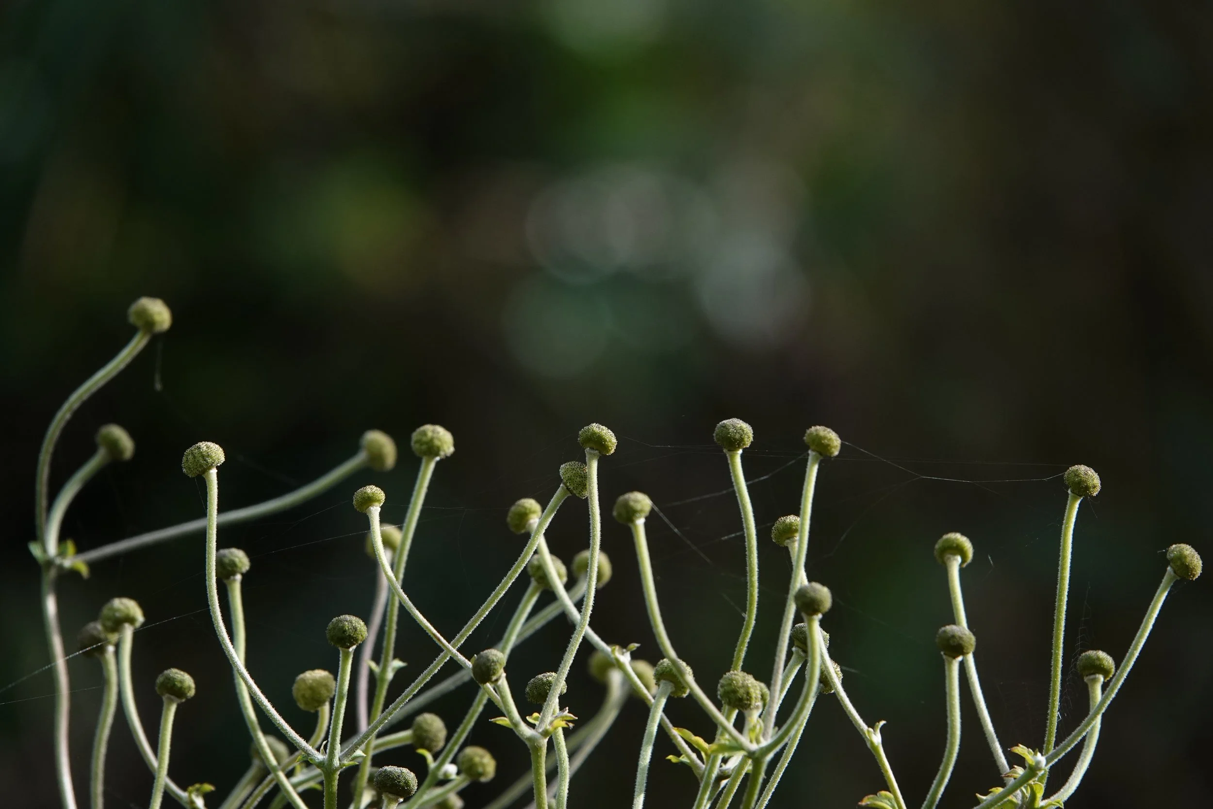 Carine Bormans-Ritme