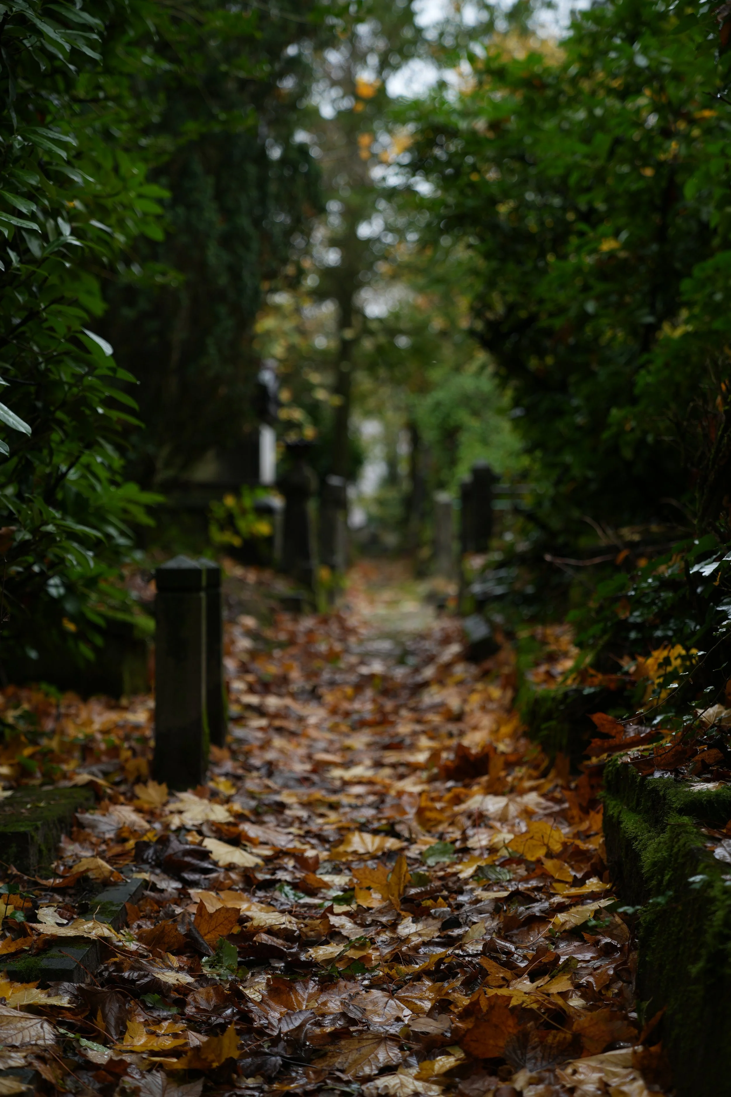 Ronny Henri Landschap3.JPG