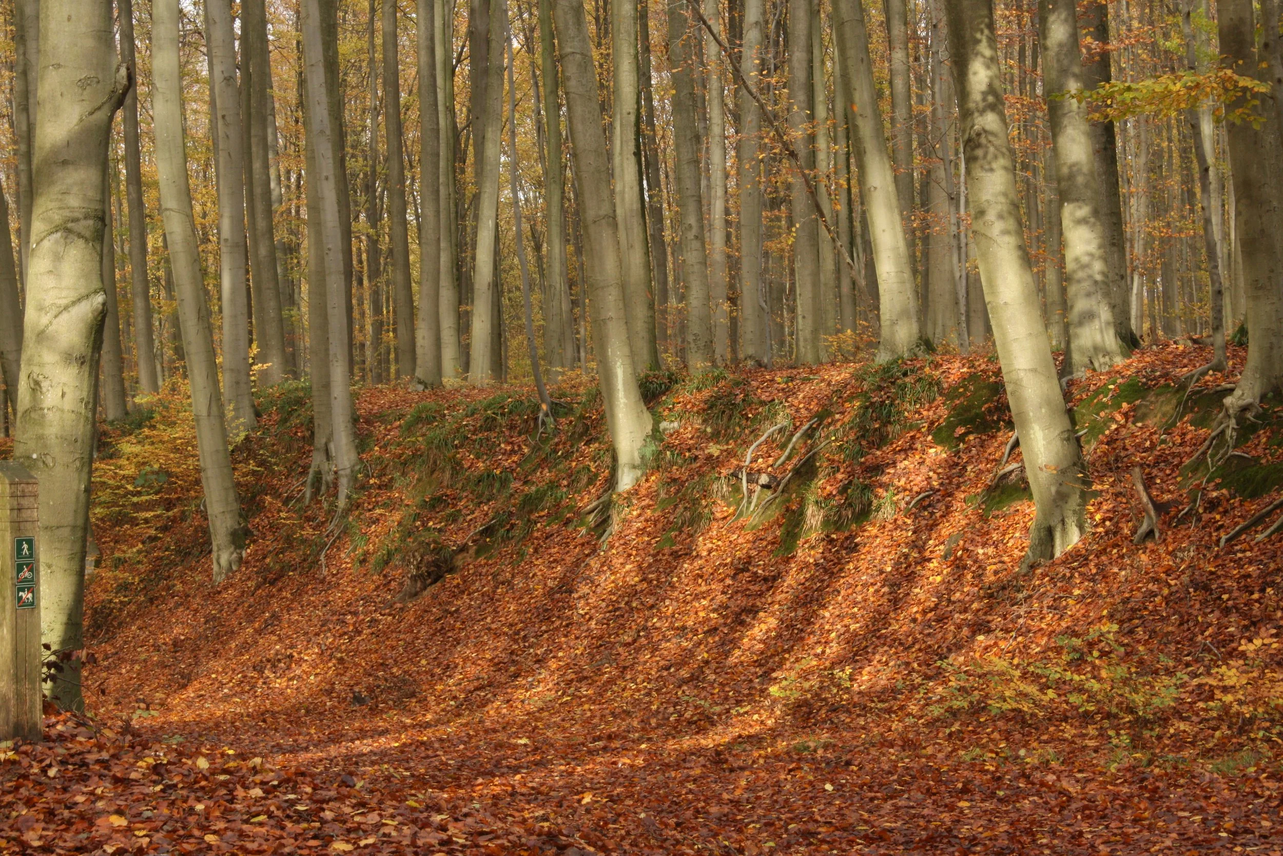 Rudi Coorens_ Licht 1.JPG