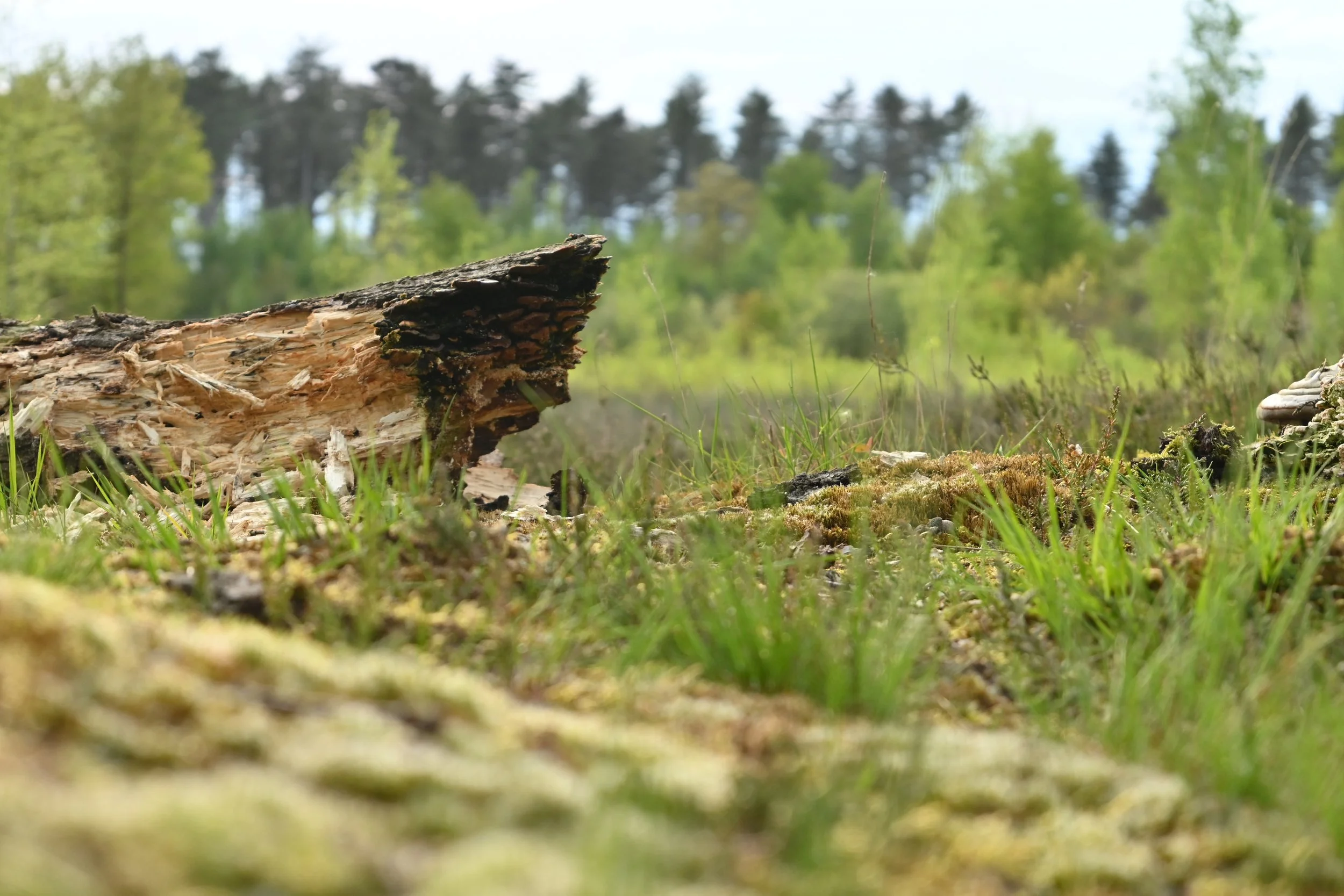 Veerle Raskin-landschap