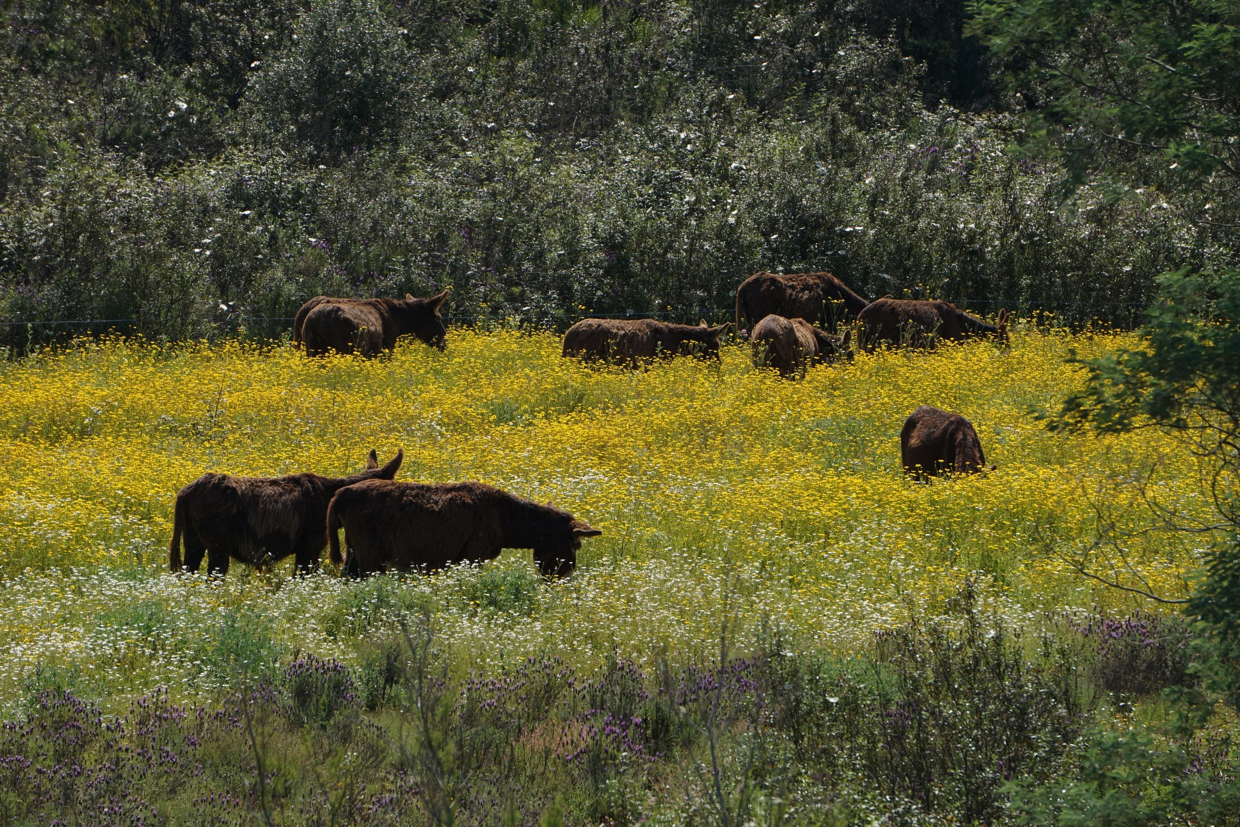 Marc VanSteenberge-kleur