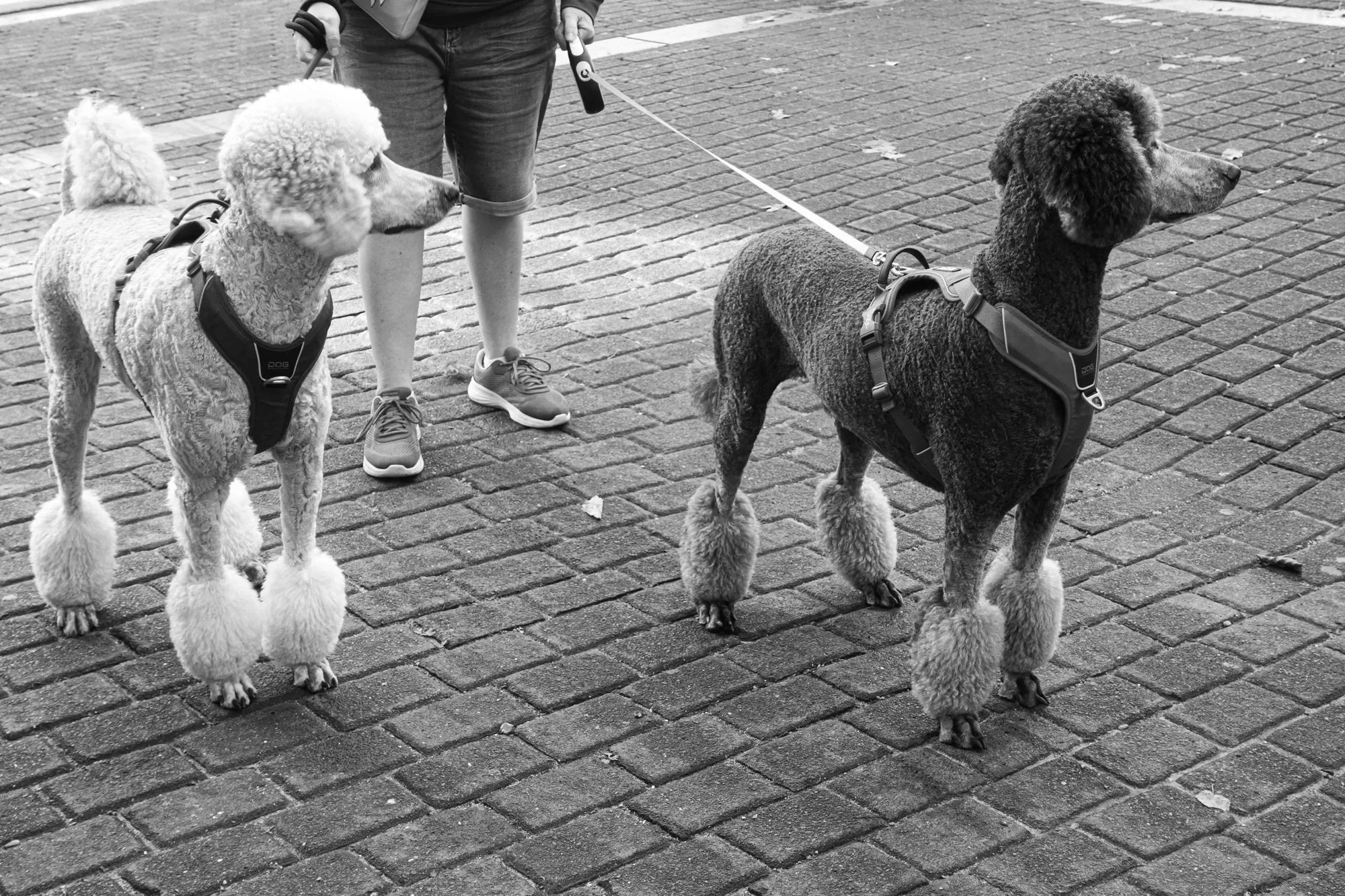 Silvia Prins-Driehoekscompositie