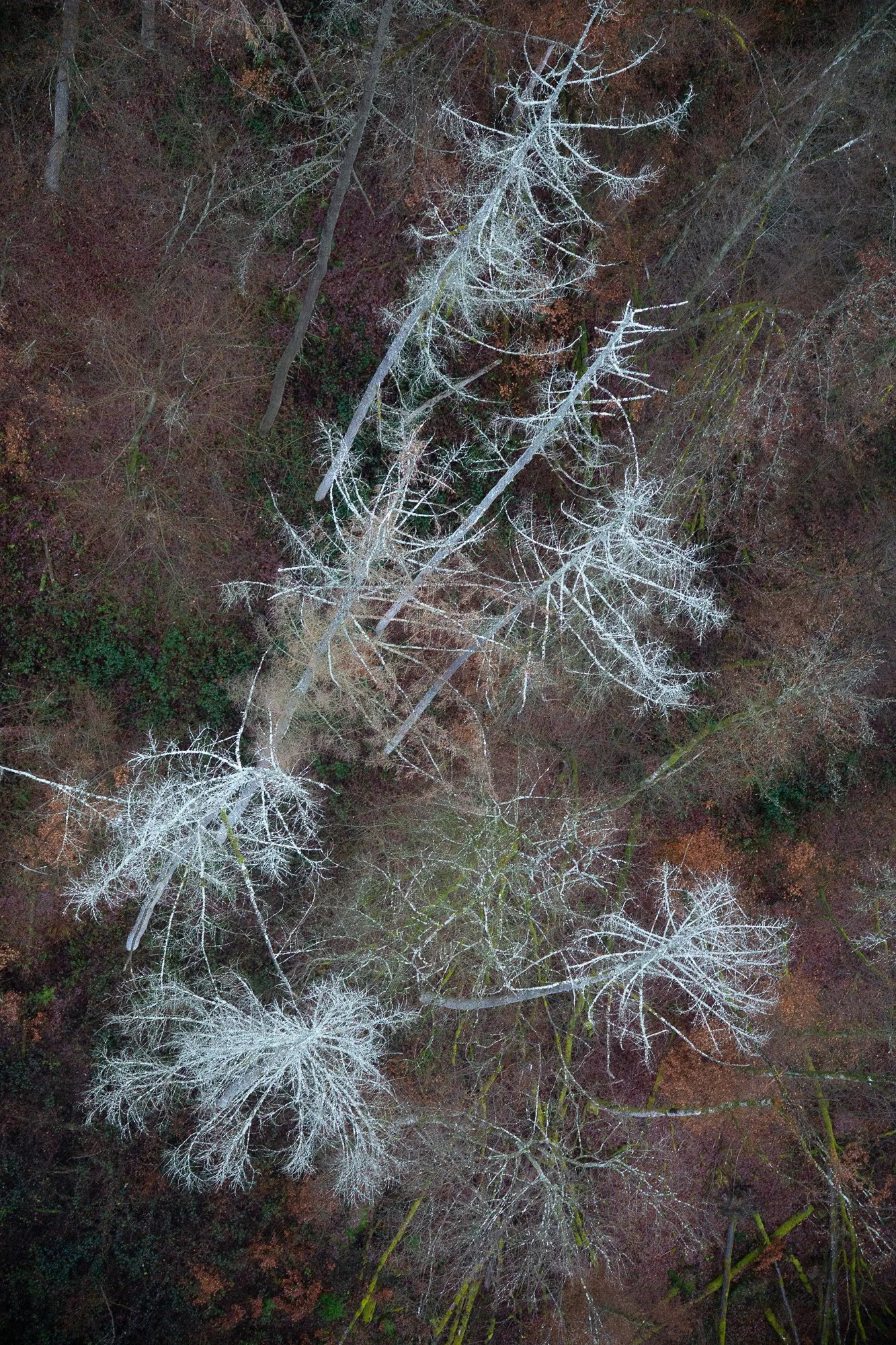 Pepijn Hendrickx-Driehoekscompositie
