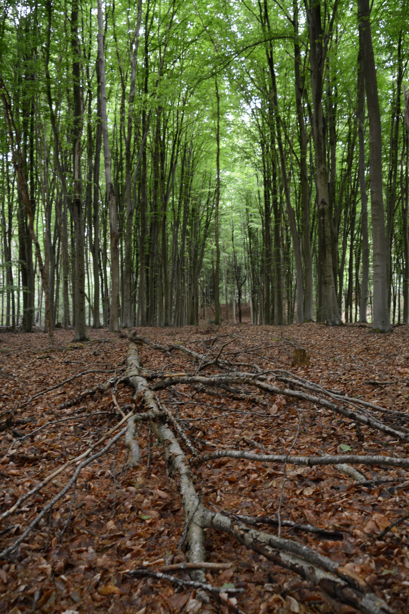 Steven Vols-Landschap