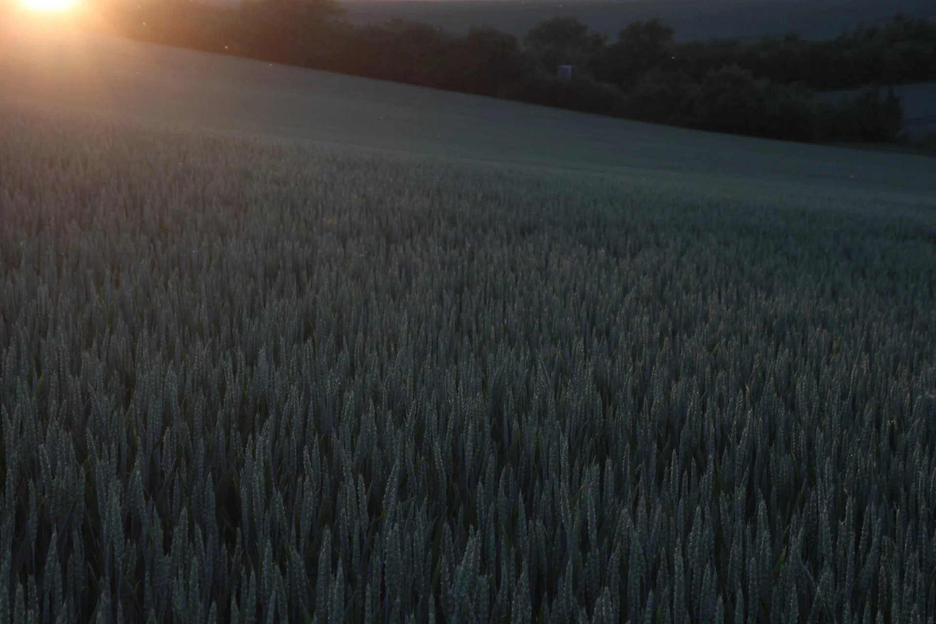 Peter Vanroose-Licht