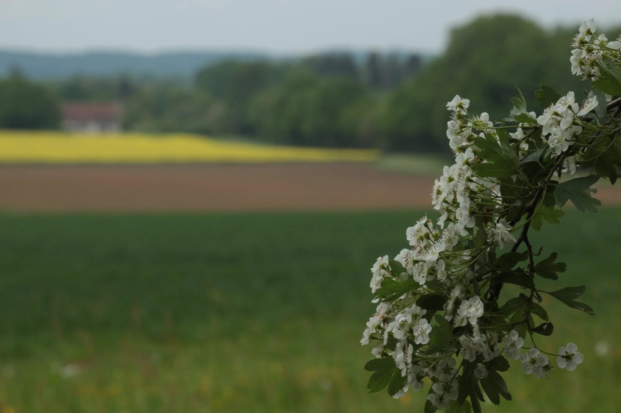 PeterVanroose-Landschap