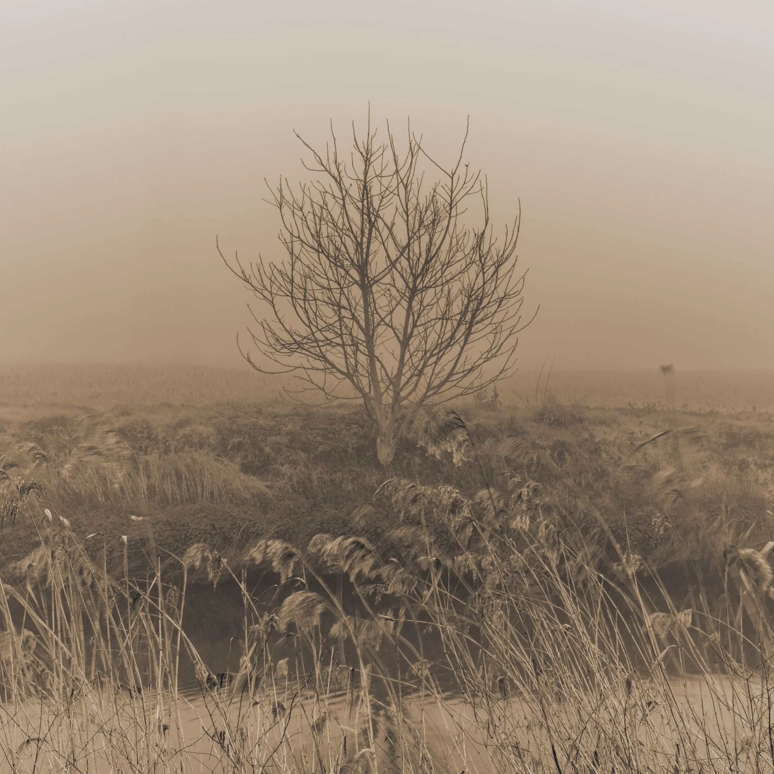 Dirk Kemps-Picturalisme