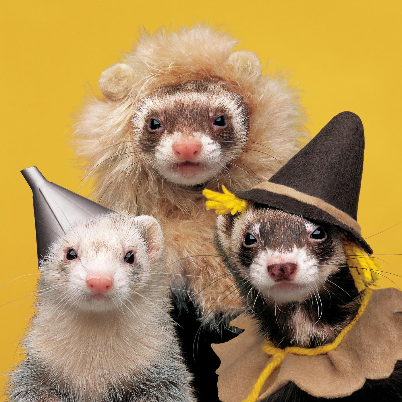 Be yourself!!! But maybe wait a few weeks to show the other kids pictures of your dressed up ferrets...