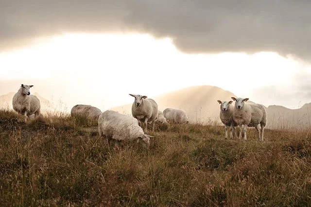 Amazing light 🇸🇯🐑
.
Xt2 + Xf55-200mm
.
#lofoten #mountains #travelphotography #wanderlust #hiking #road #roadtrip #landscape_lovers #photographer #discoverearth #mountain #nature #landscape #norway #unlimitedscandinavia #visitnorway #raw_nordic #n