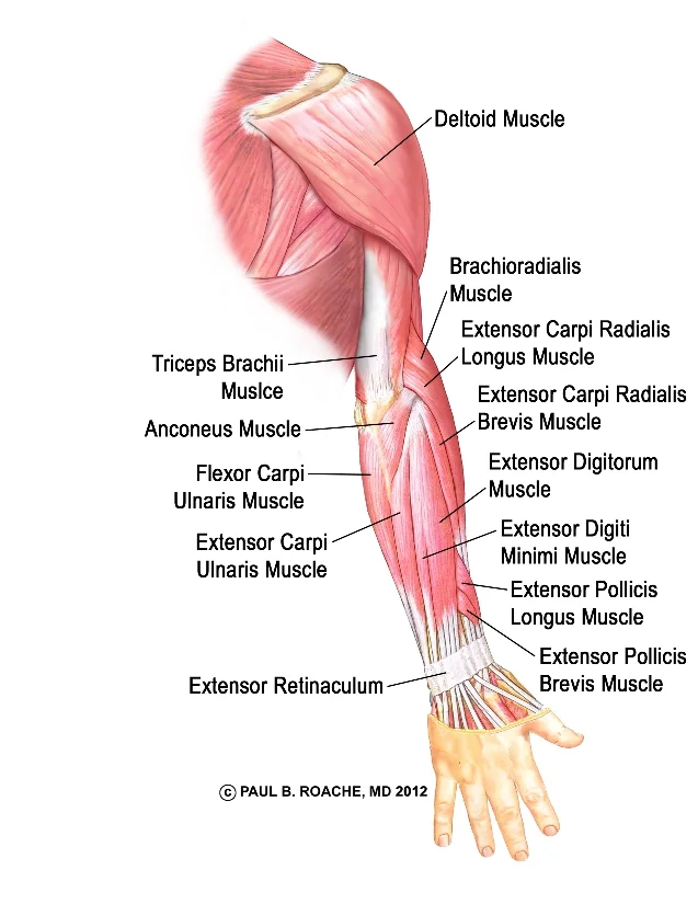 Image from yogaglo.com, created by Paul Roache MD.