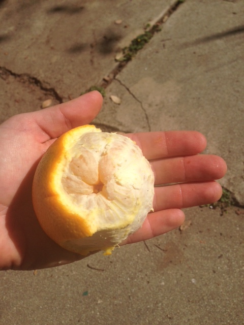 If we imagine that the peel is our most outer casing, we can see all of this white fibrous material which gives structure and organization to the fluid within.